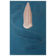 Original Antique Print of a Jelly Fish, C.1870