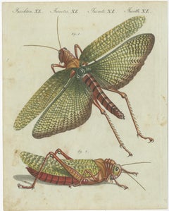 Original Antique Print of a Large Grasshopper
