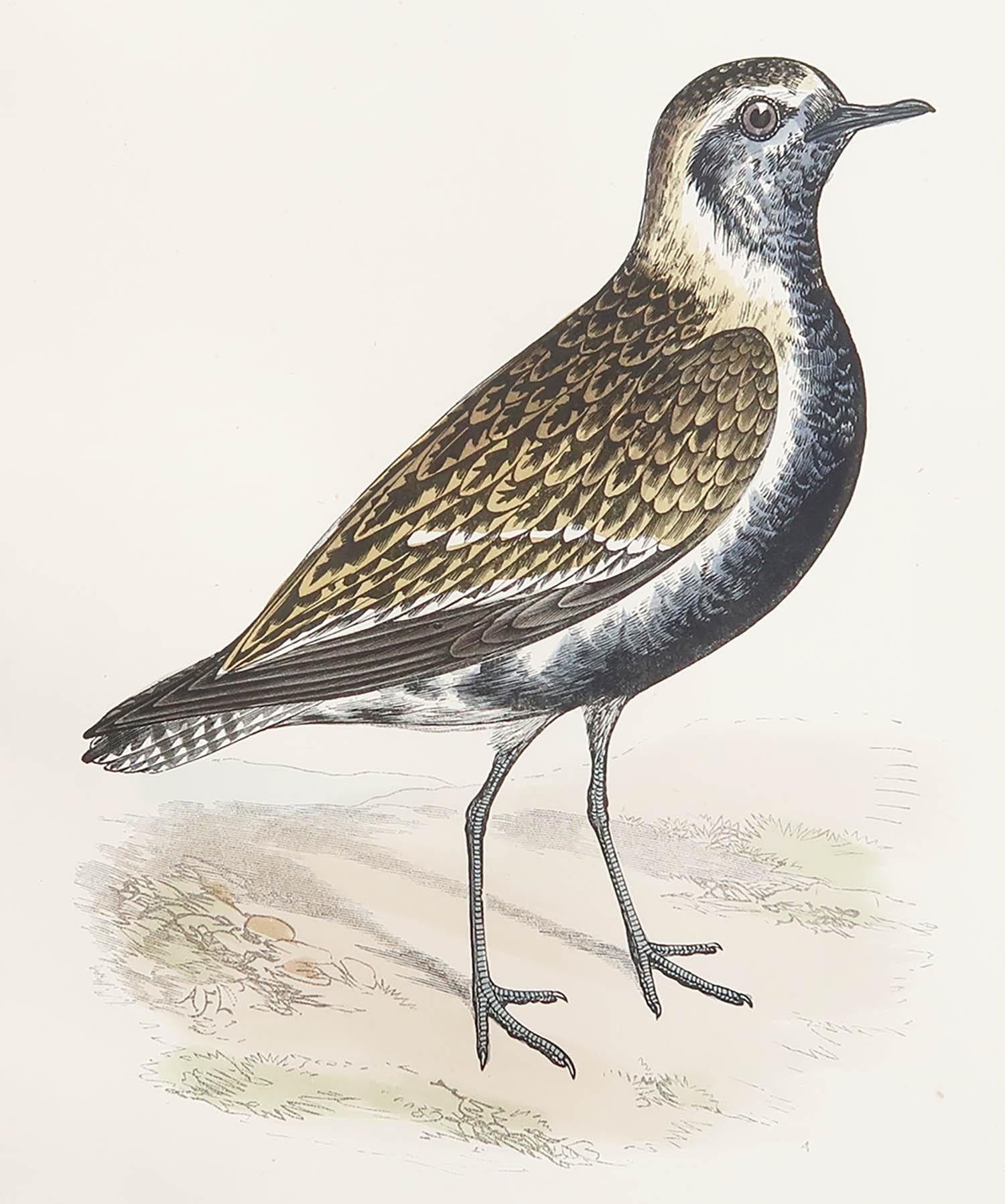 Great image of a Lesser Golden Plover

Unframed. It gives you the option of perhaps making a set up using your own choice of frames.

Lithograph after Alexander Francis Lydon.

Original color

Published, circa 1880

Free shipping.




