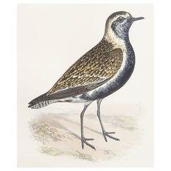 Gravure ancienne originale d'un petit pluvier doré, vers 1880, 'non encadrée'.