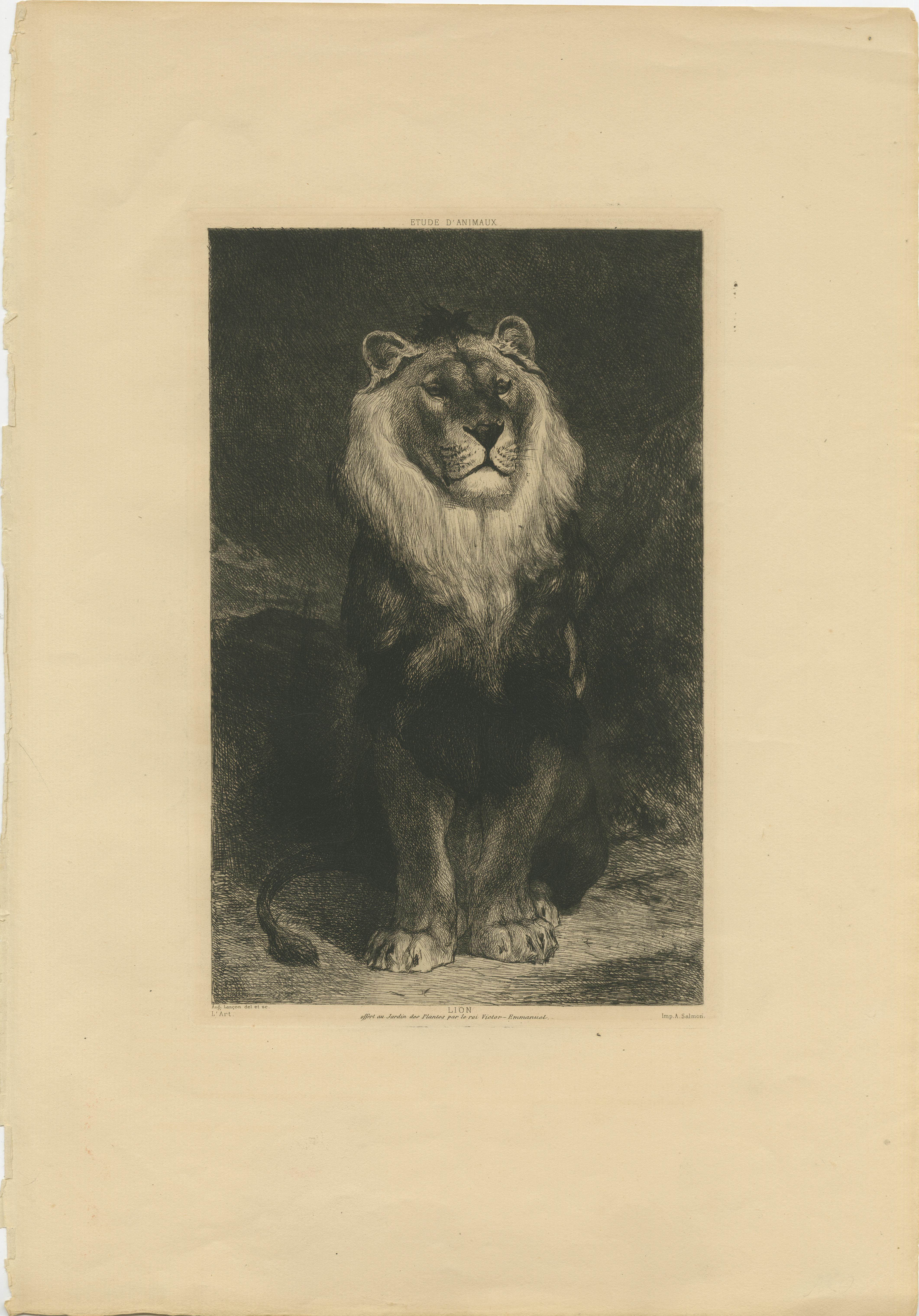 Original antique print titled 'Lion, offert au Jardin des Plantes par le rai Victor-Emmanuel'. Original antique print of a lion. Printed by A. Salmon after Aug. Lancon. Published circa 1875.