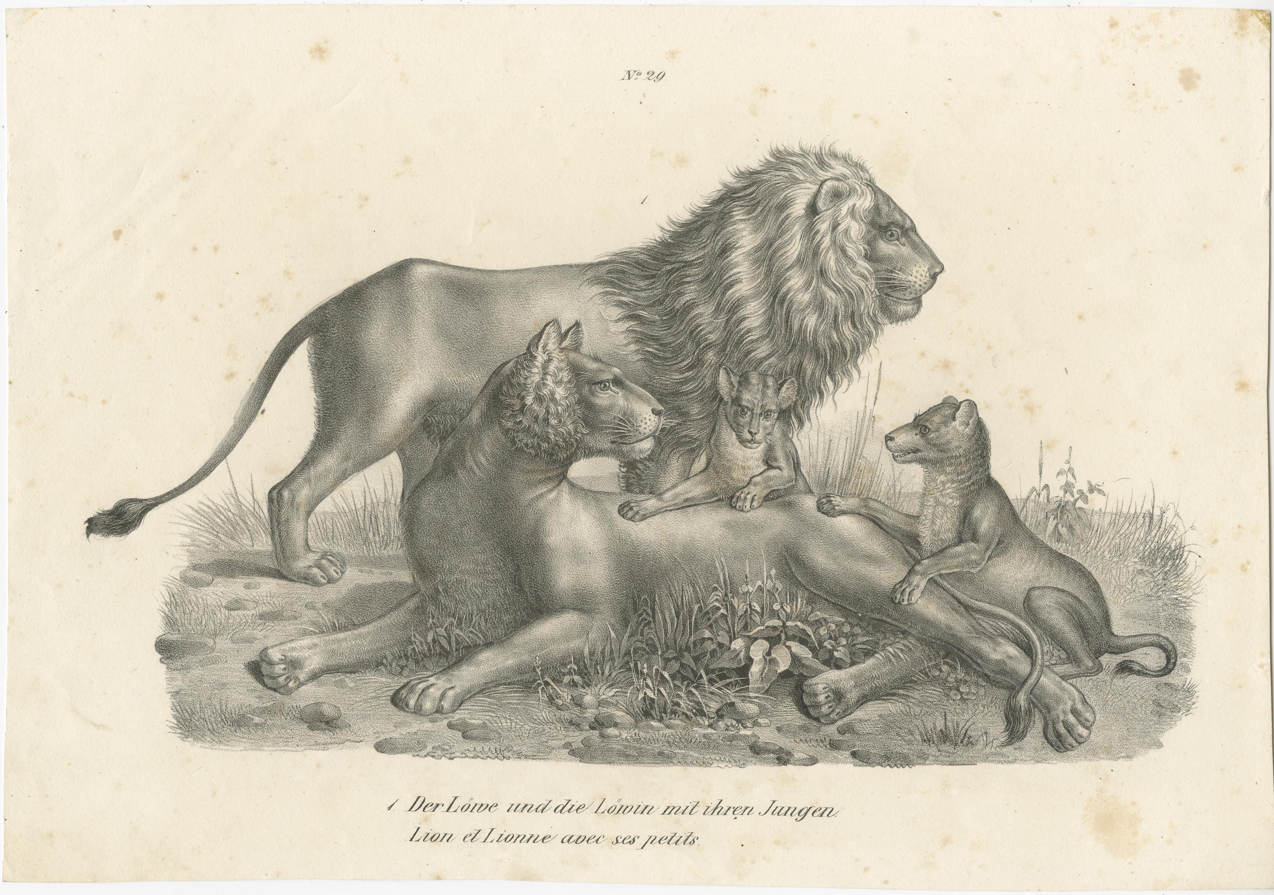 Original antique print titled 'Der Löwe und die Löwin mit ihren Jungen (..)'. Original antique print of a lion, lioness and lion cubs. Published by Karl Joseph Brodtmann, circa 1830.