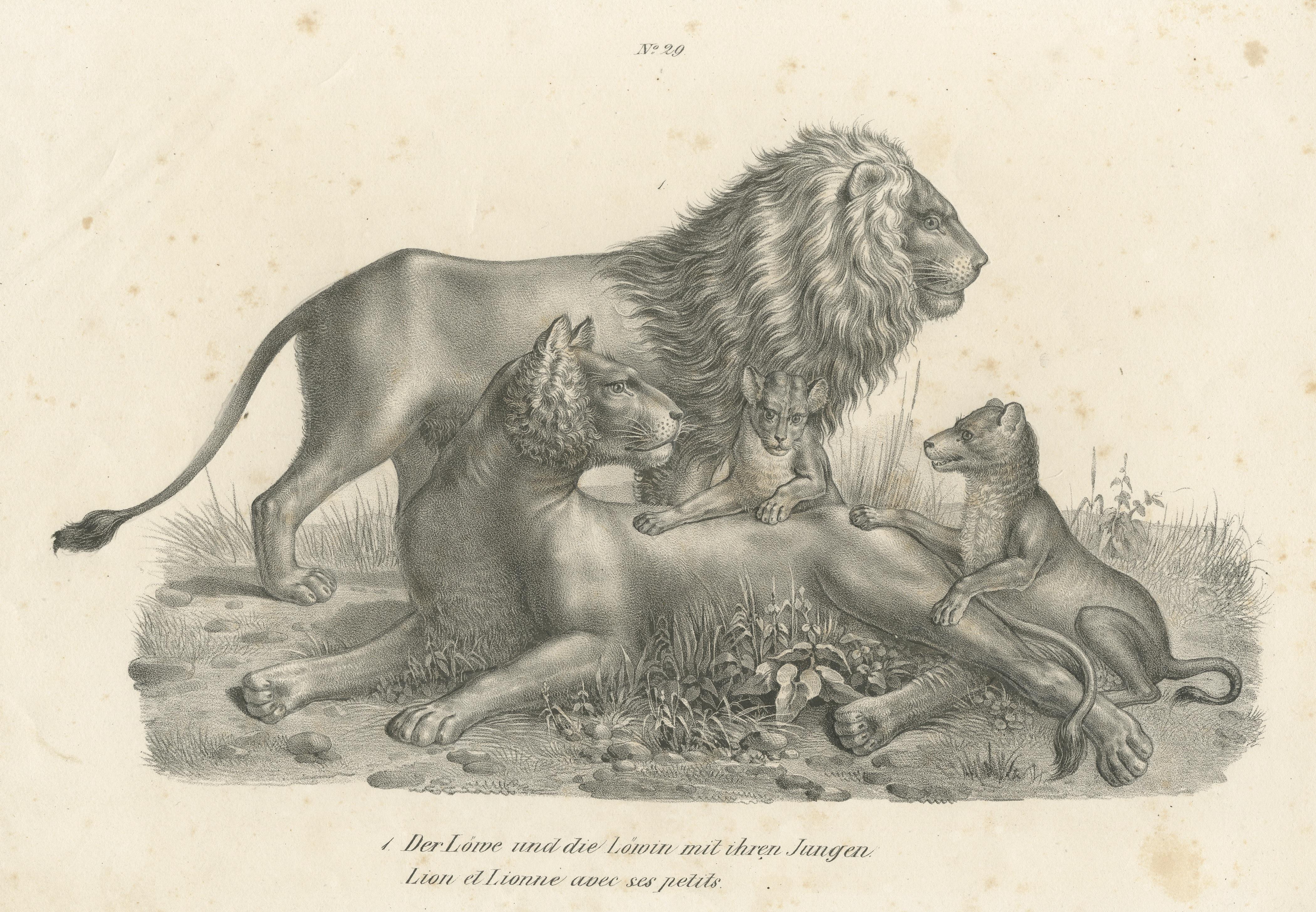 Original Antique Print of Lion, Lioness and Lion Cubs In Fair Condition For Sale In Langweer, NL