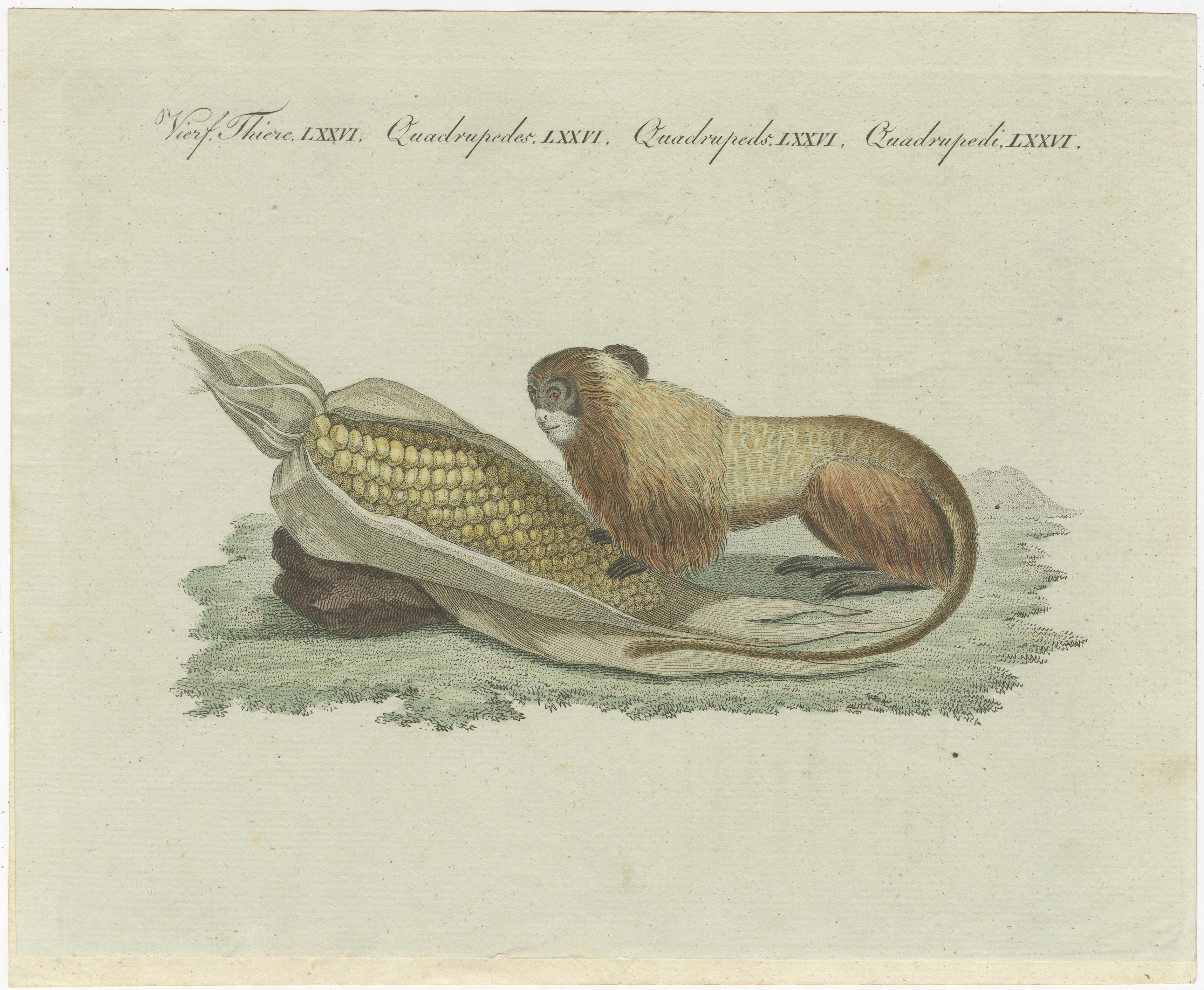 Original antique print of lion tamarin monkey eating corn. This print originates from 'Bilderbuch fur Kinder' by F.J. Bertuch. Friedrich Johann Bertuch (1747-1822) was a German publisher and man of arts most famous for his 12-volume encyclopedia for