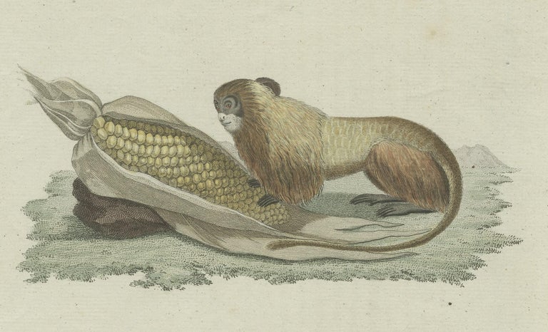 Original Antique Print of a Lion Tamarin Monkey Eating Corn For Sale at ...