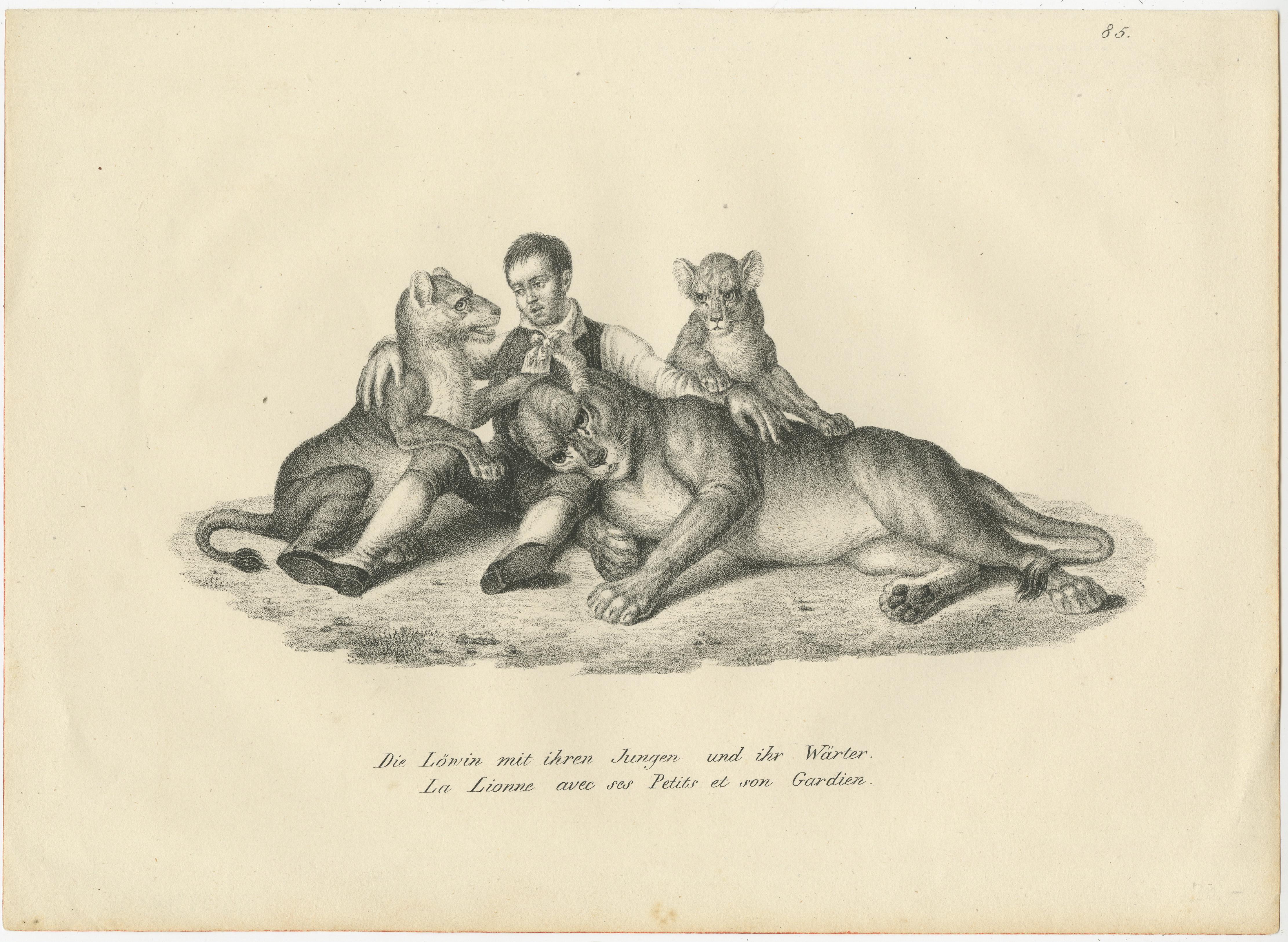 Original antique print titled 'Die Löwin mit ihren Jungen und ihr Wärter (..)'. Original antique print of a lioness and her cubs and trainer. Published by Karl Joseph Brodtmann, circa 1830.