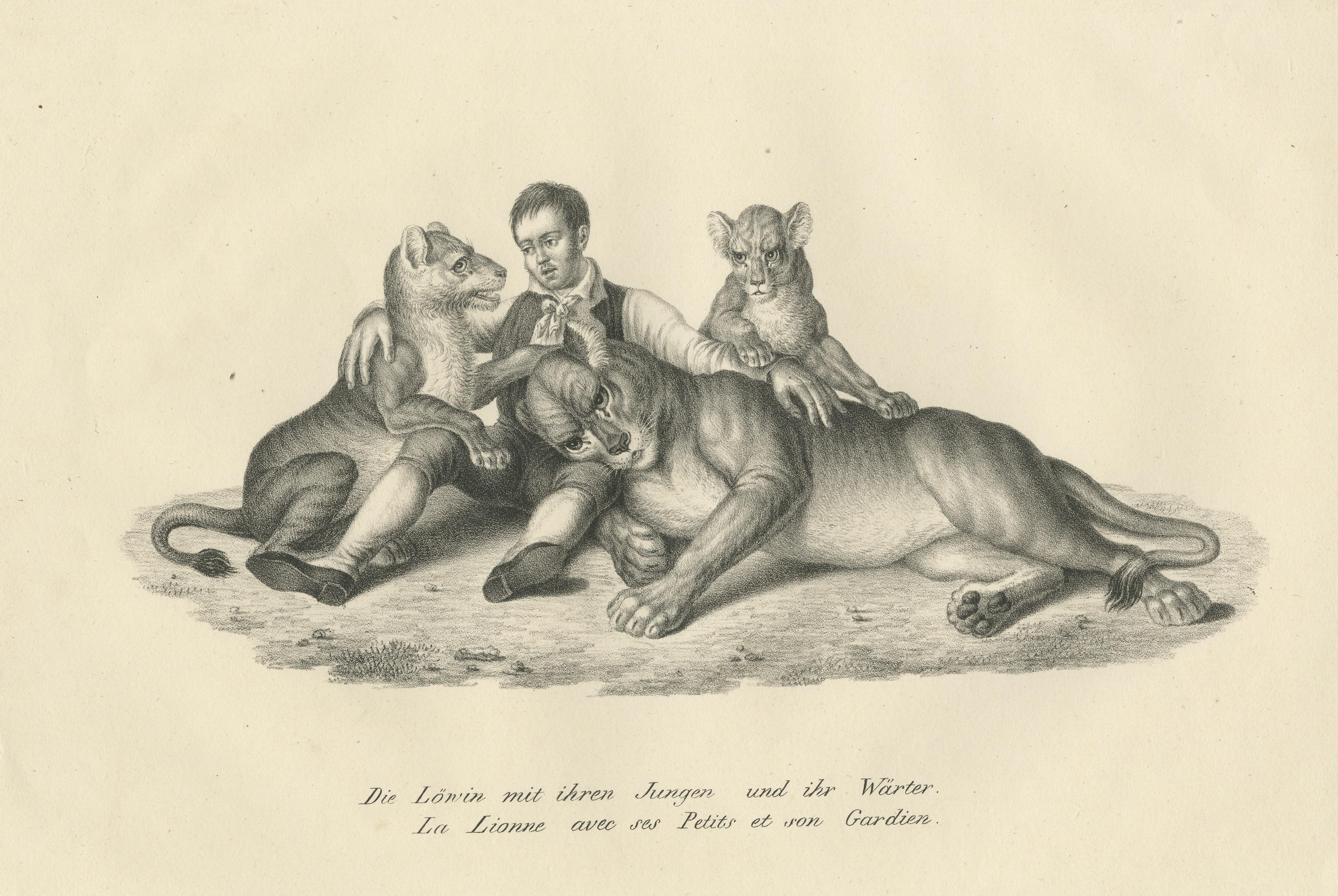 Original Antique Print of Lioness and Cubs with Her Trainer In Good Condition For Sale In Langweer, NL