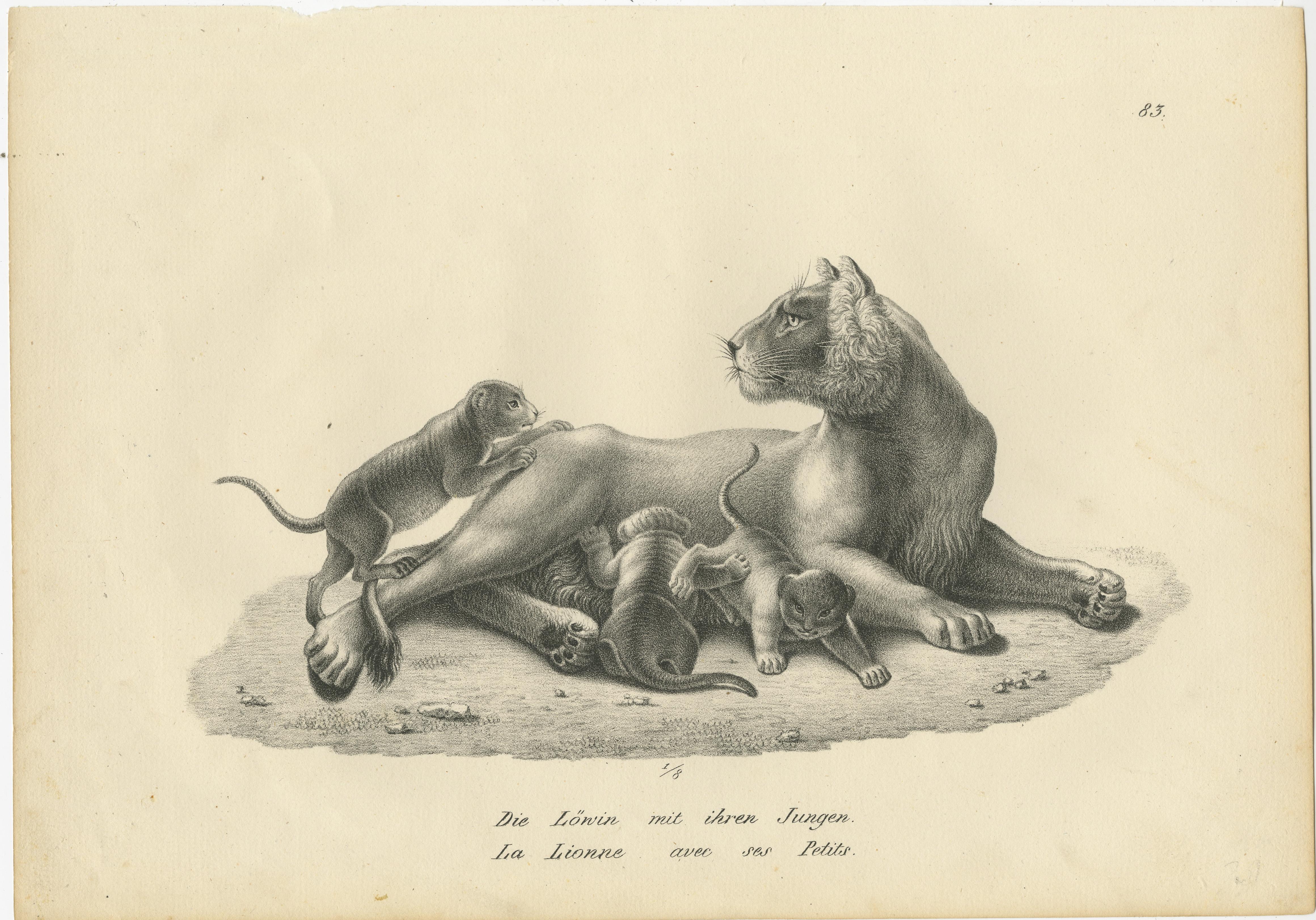Original antique print titled 'Die Löwin mit ihren Jungen (..)'. Original antique print of a lioness and her cubs. Published by Karl Joseph Brodtmann, circa 1830.