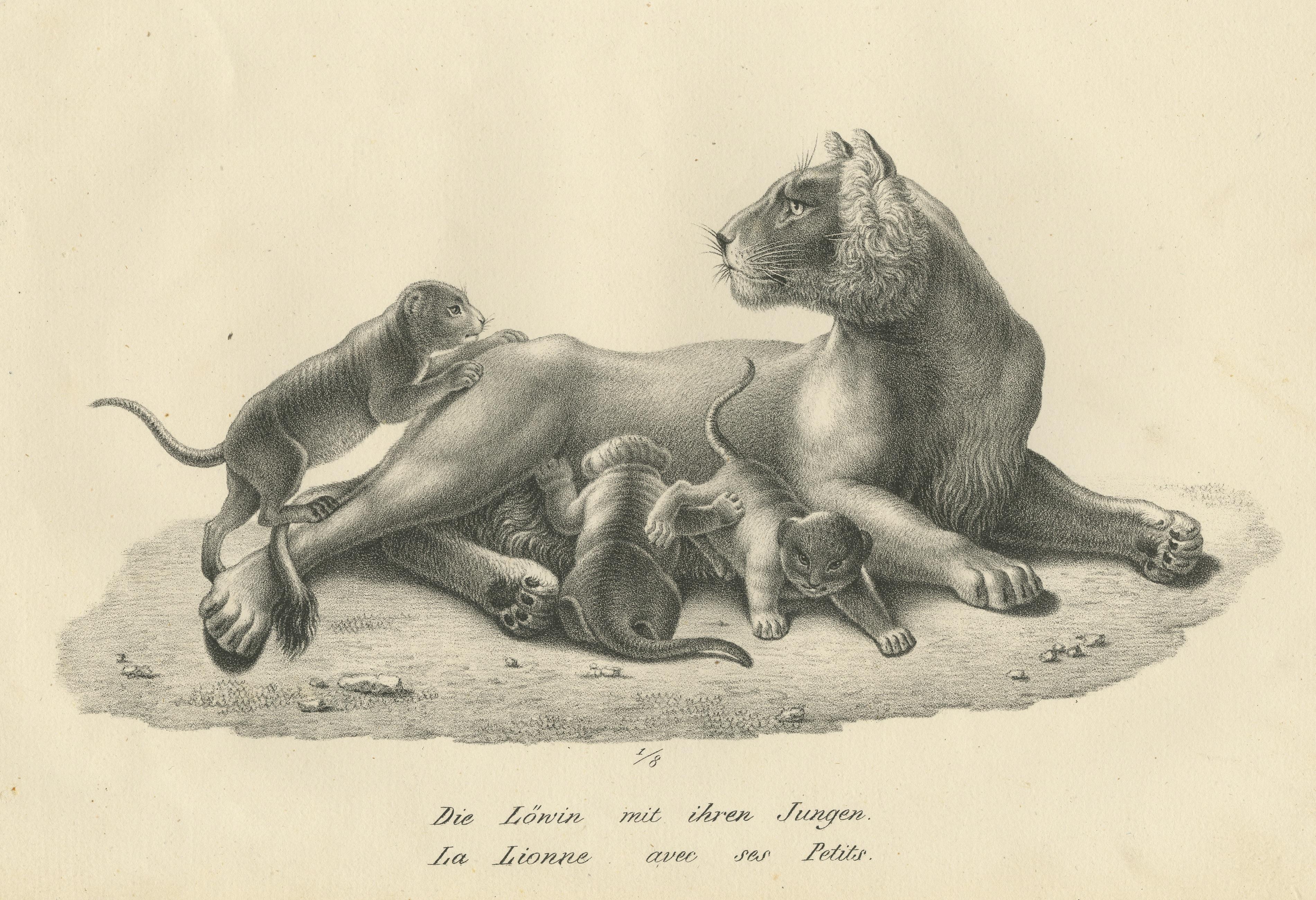 Original Antique Print of a Lioness and Her Cubs In Good Condition For Sale In Langweer, NL