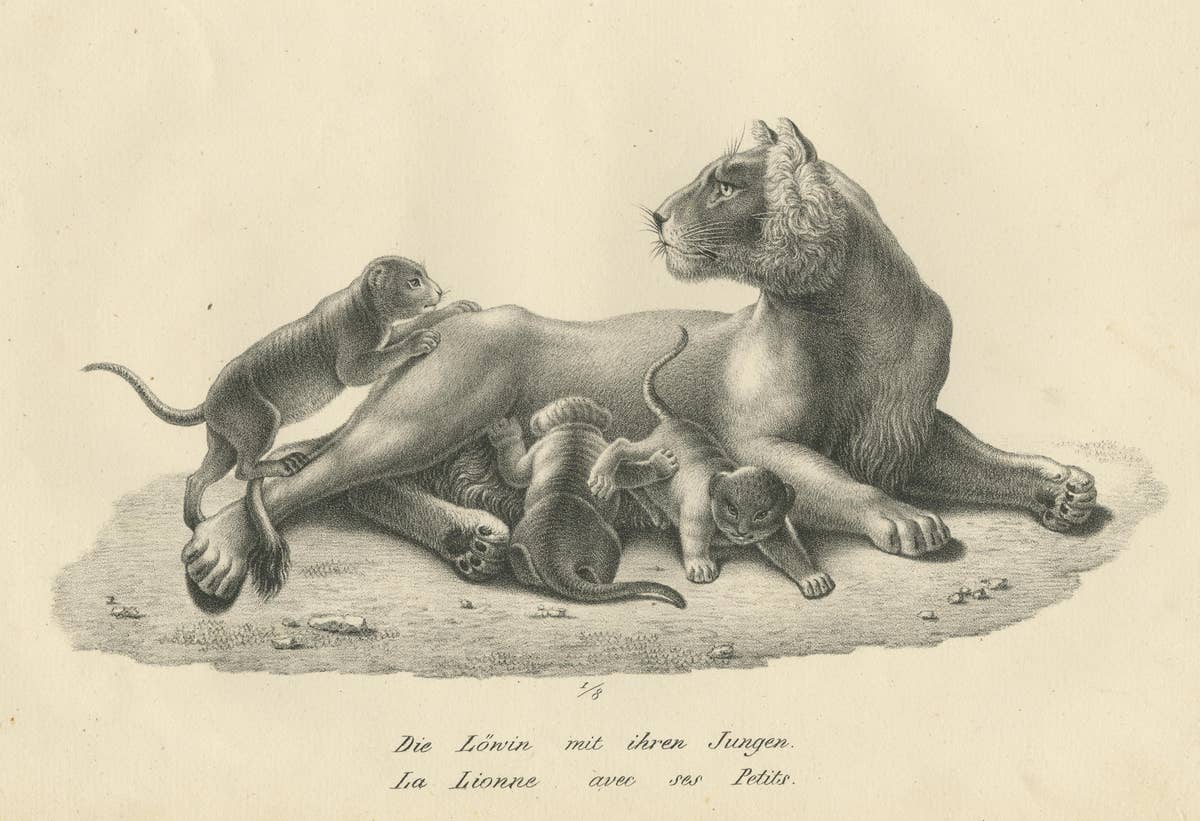 Original Antique Print of a Lioness and Her Cubs