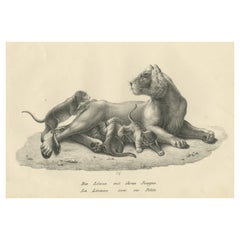 Original Antiker Originaldruck einer Löwen und ihrer Würfel
