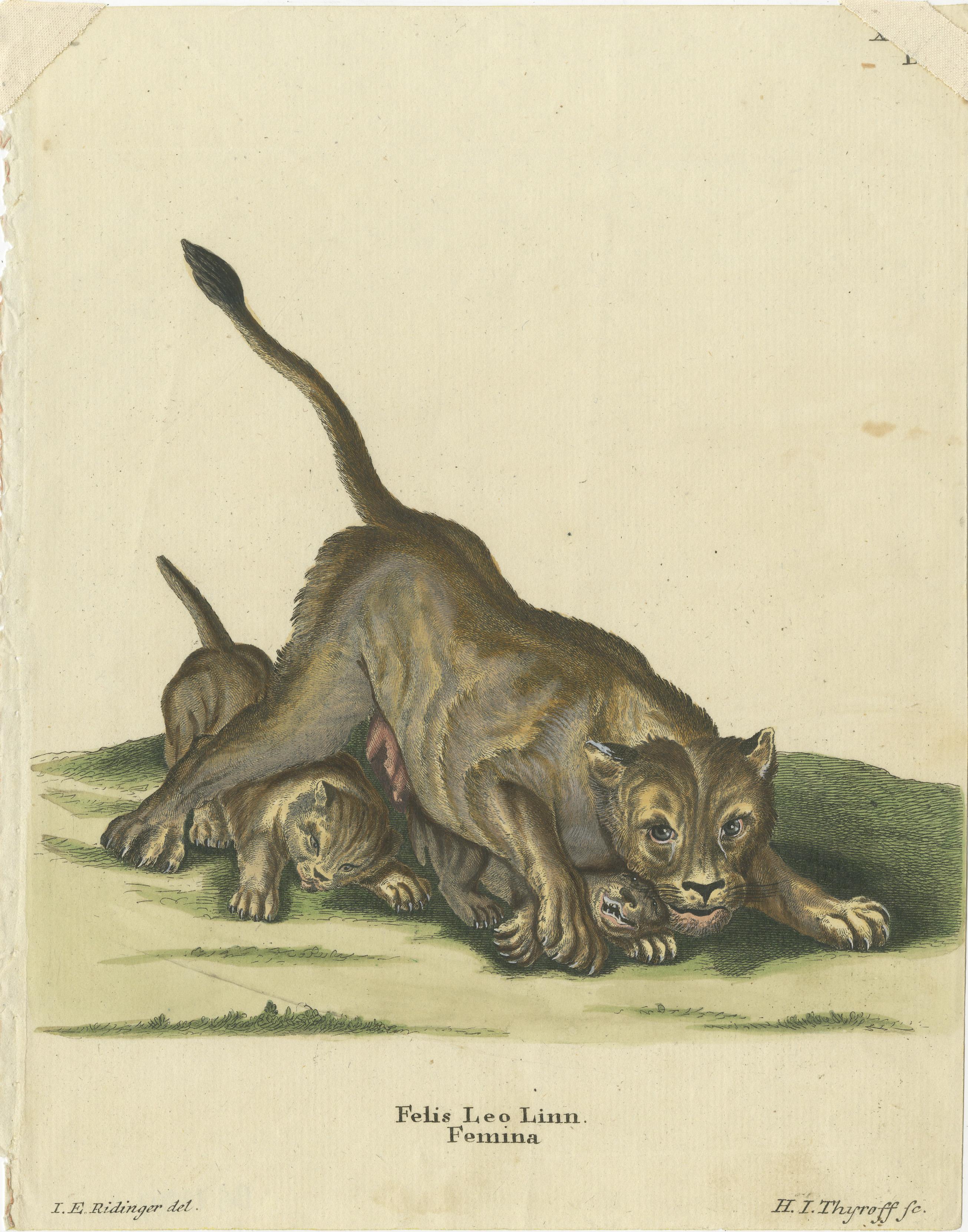 Beautiful original old print of a lioness and lion cubs. This print originates from Dr. Johann Schreber's 'Die Saugthiere in Abbildungen nach der Natur'(Mammals in Pictures after Nature). Drawn by Johann Elias Ridinger (1698–1767). 

Johann