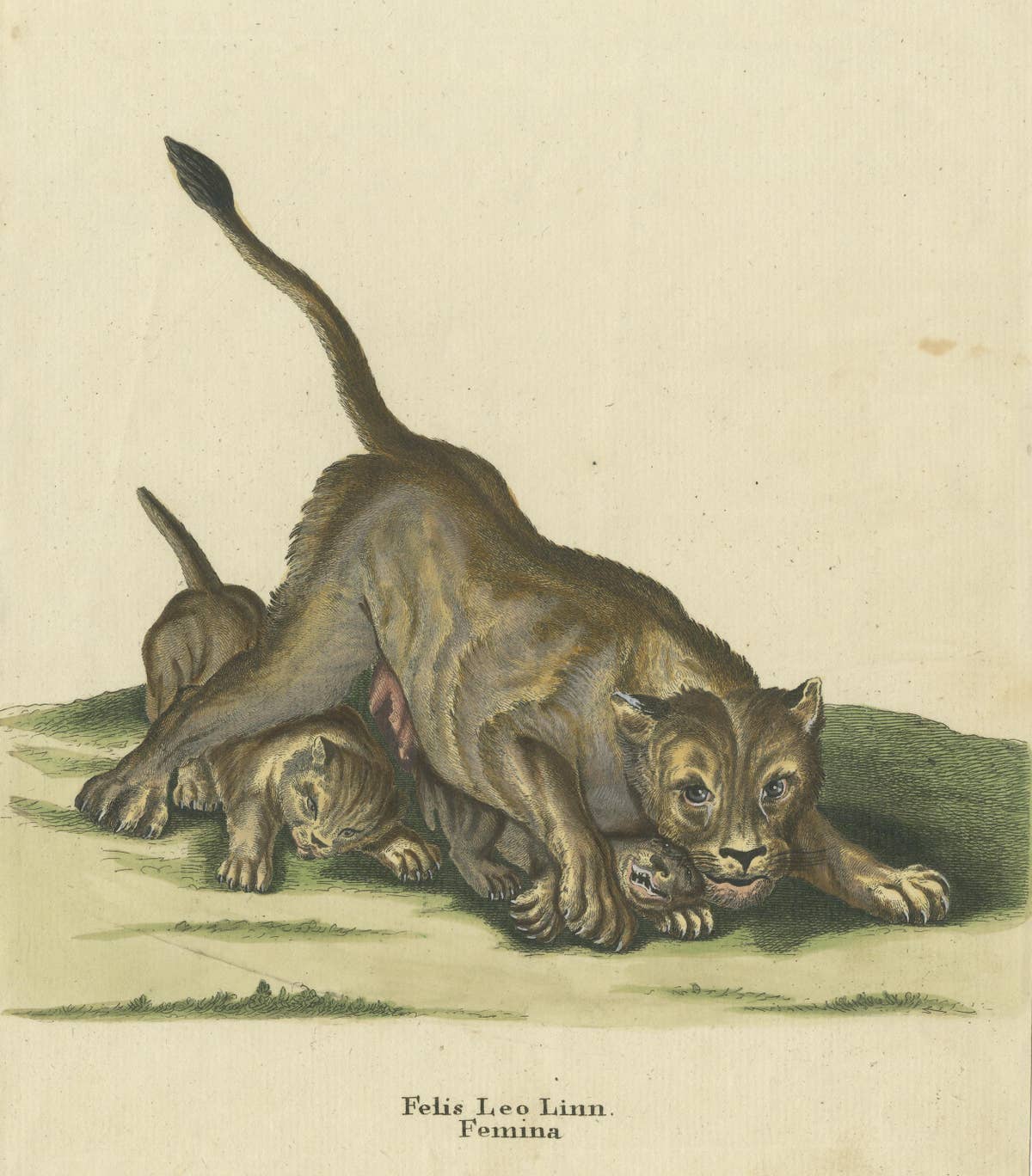 Original Antique Print of a Lioness and Lion Cubs by Ridinger