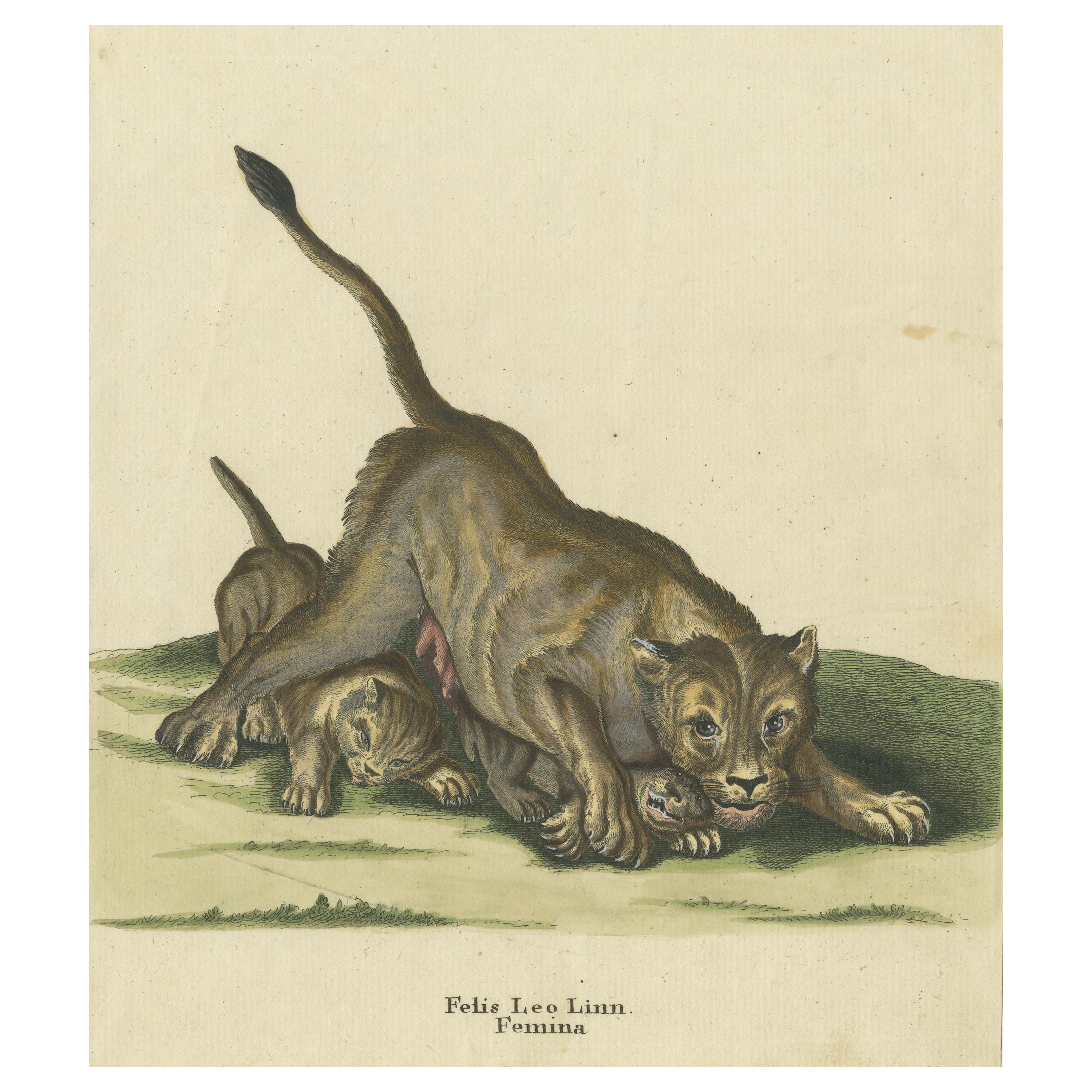 Stampa antica originale di una leonessa e dei cuccioli di leone di Ridinger