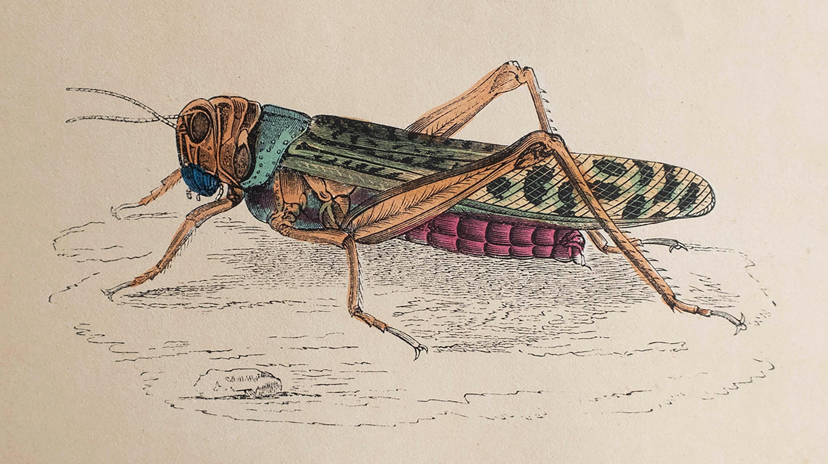 Great print of a locust

Lithograph

Original hand colour

Published, circa 1850

Unframed.



