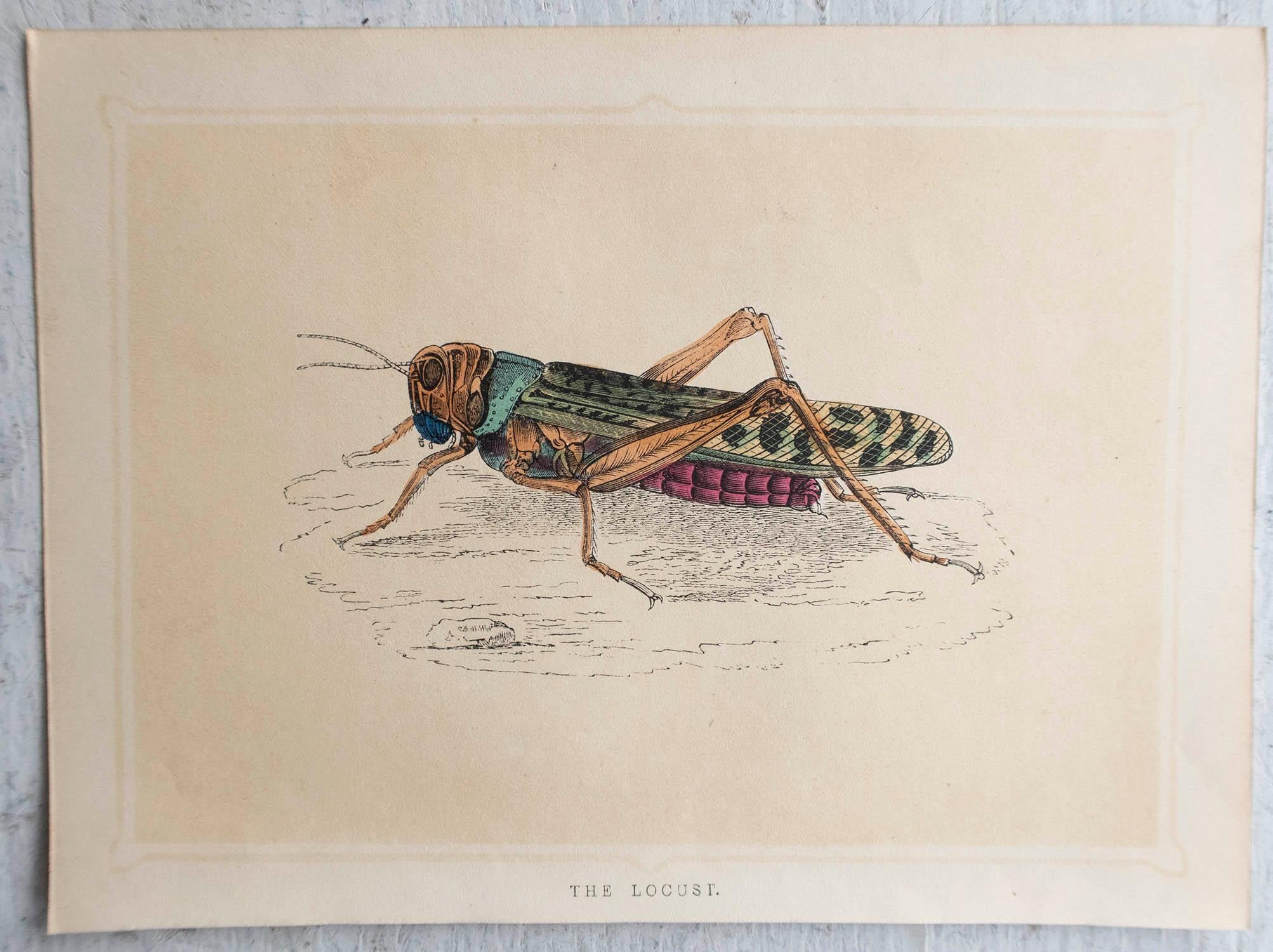 English  Original Antique Print of A Locust, circa 1850 For Sale