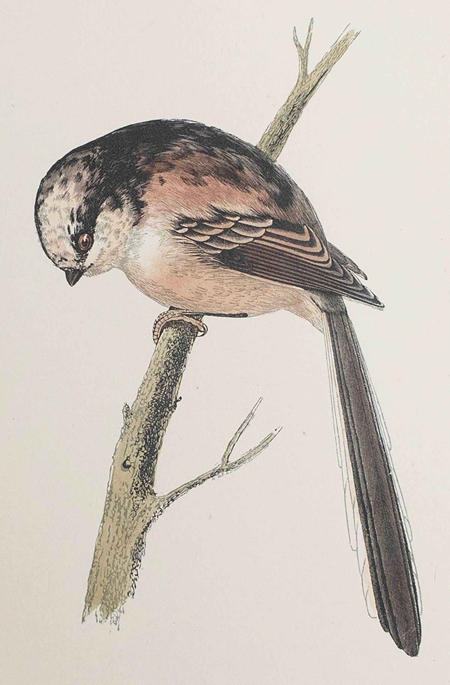 Belle image d'une mésange à longue queue

Non encadré. Il vous donne la possibilité de réaliser un montage en utilisant les cadres de votre choix.

Lithographie d'après Alexander Francis Lydon.

Couleur originale

Publié, vers 1880

La mesure