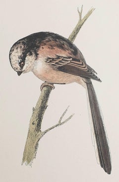 Original Antique Print of a Long-Tailed Tit, circa 1880, 'Unframed'
