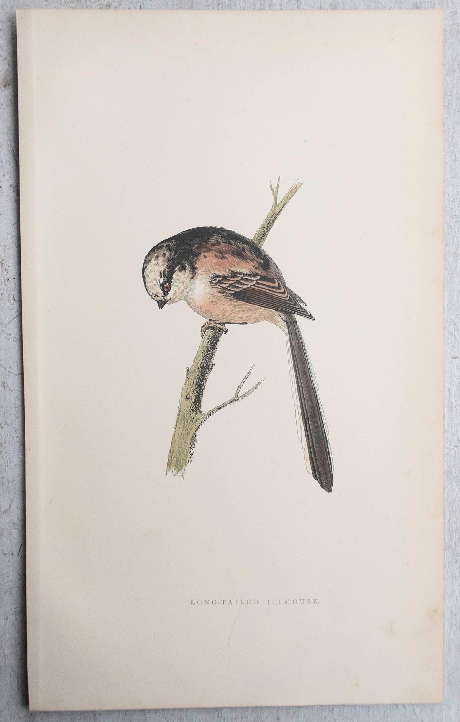 Anglais Gravure ancienne originale d'une mésange à longue queue, vers 1880, 