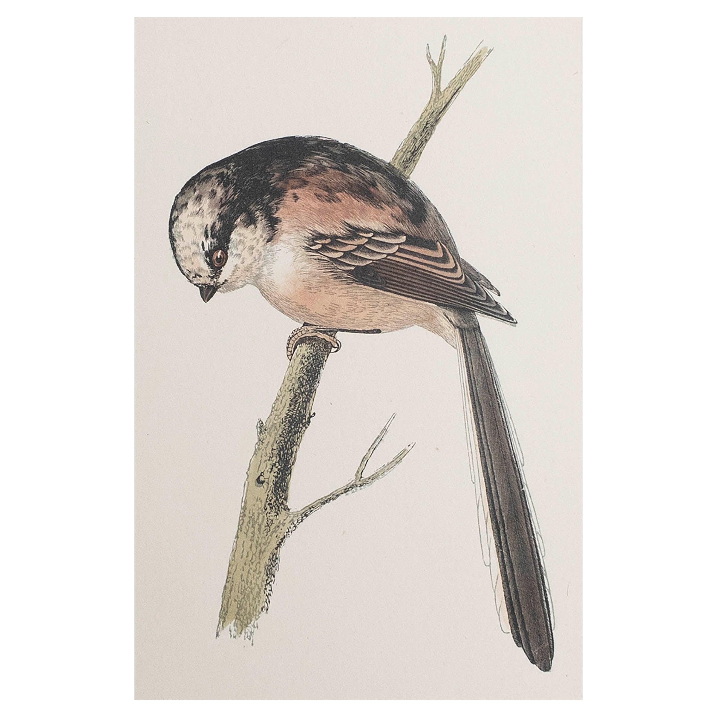 Original Antique Print of a Long-Tailed Tit, circa 1880, 'Unframed'