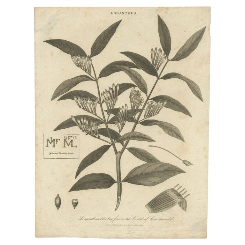Original Antique Print of a Loranthus Plant, 1814