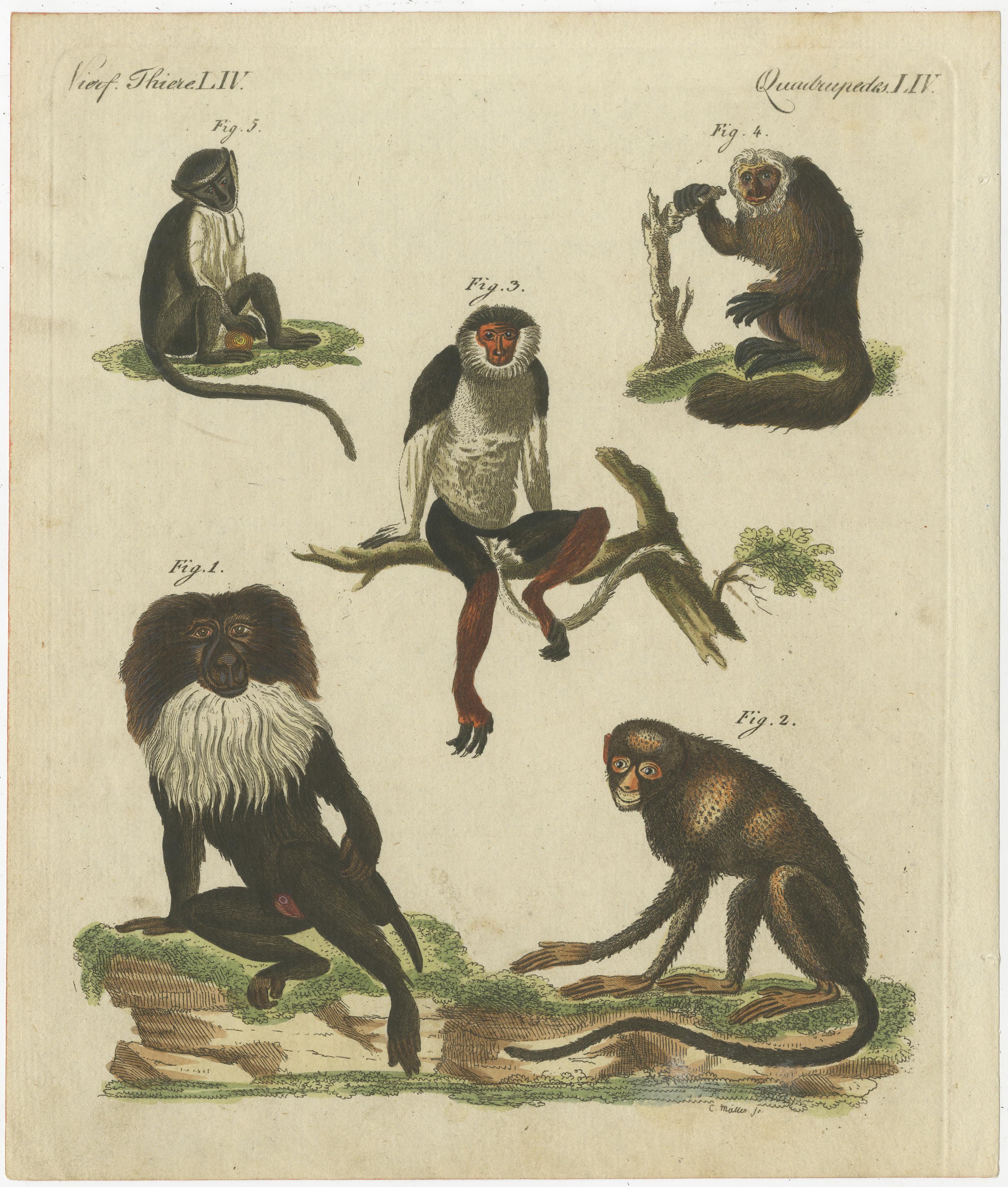 Cette gravure ancienne originale montre le macaque à queue de lion, Macaca silenus en danger 1, le grand singe à nez tacheté, Cercopithecus nictitans 2, le douc à queue rouge, Pygathrix nemaeus en danger 3, le saki à face blanche, Pithecia pithecia