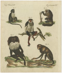 Original Antique Print of a Macaque and other Monkeys