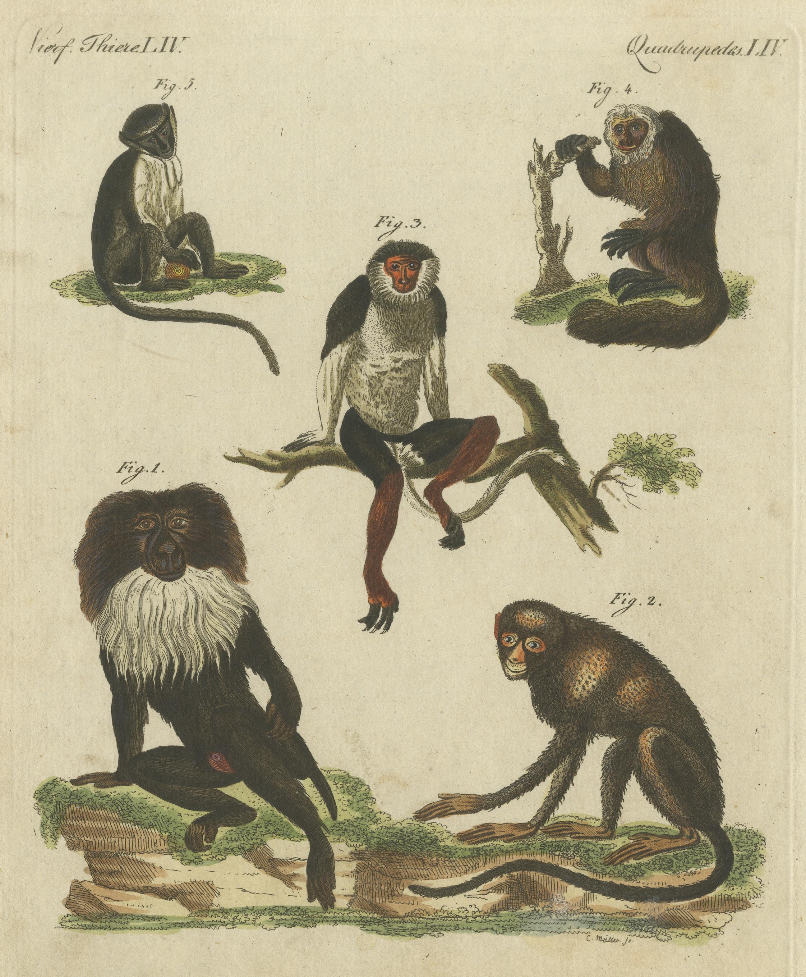 Impression originale et ancienne d'un macaque et d'autres singes Bon état - En vente à Langweer, NL