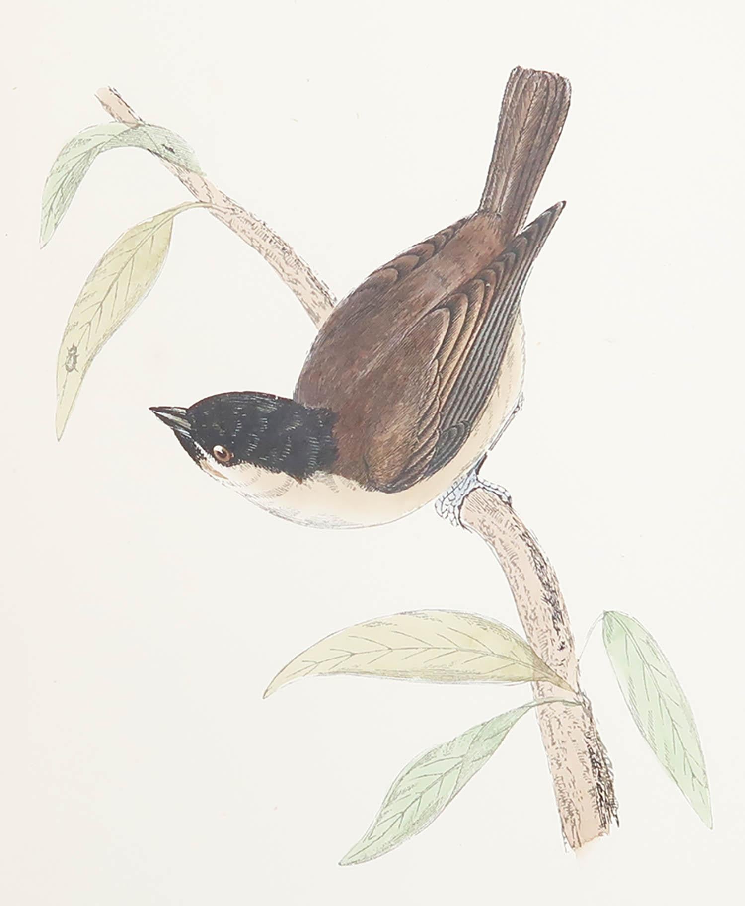 Great image of a Marsh Titmouse

Unframed. It gives you the option of perhaps making a set up using your own choice of frames.

Lithograph after Alexander Francis Lydon.

Original color

Published, circa 1880

Free shipping.





