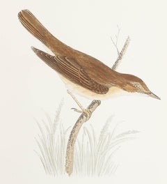 Original Antique Print of a Marsh Warbler, circa 1880, 'Unframed'