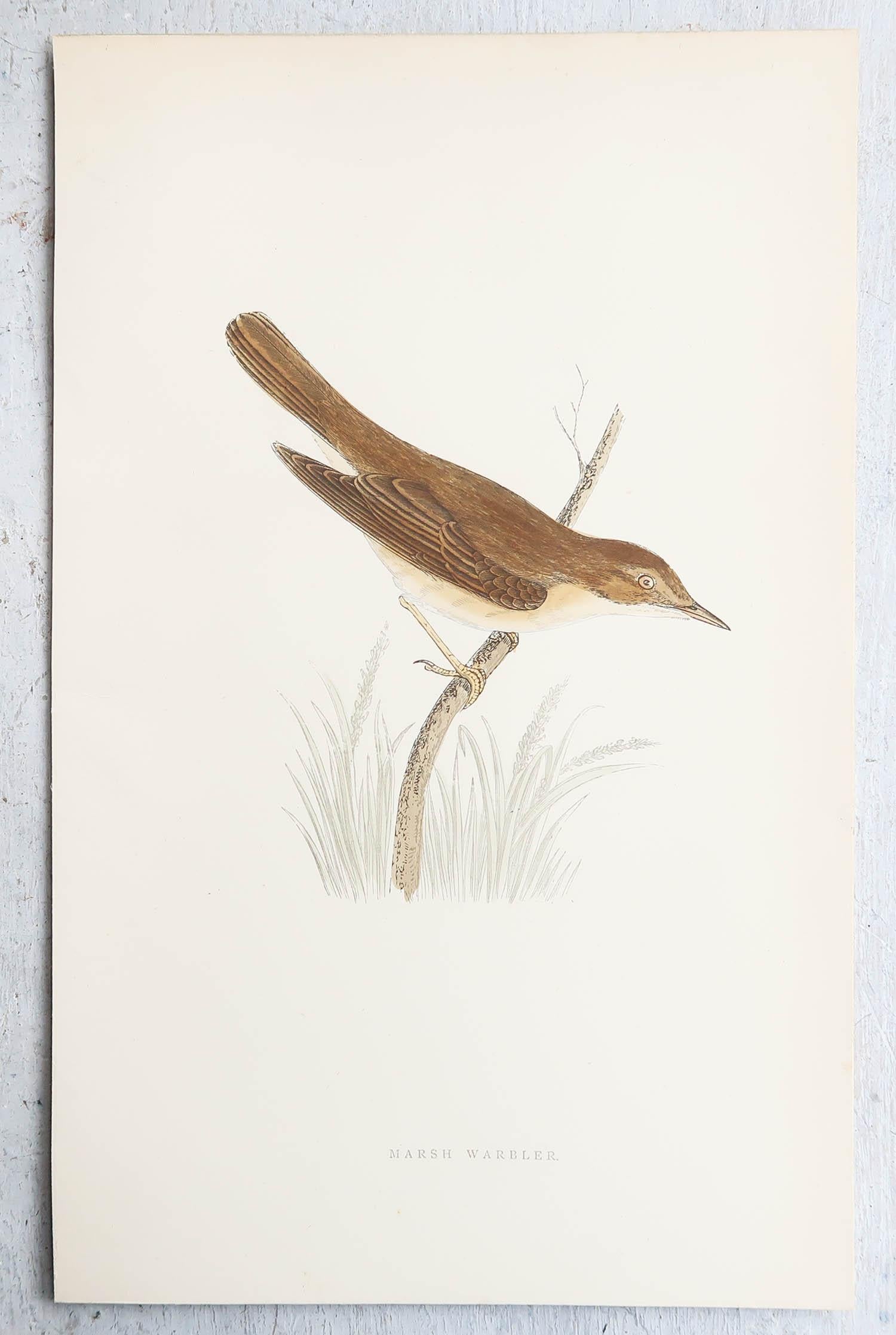 Folk Art Original Antique Print of a Marsh Warbler, circa 1880, 'Unframed' For Sale