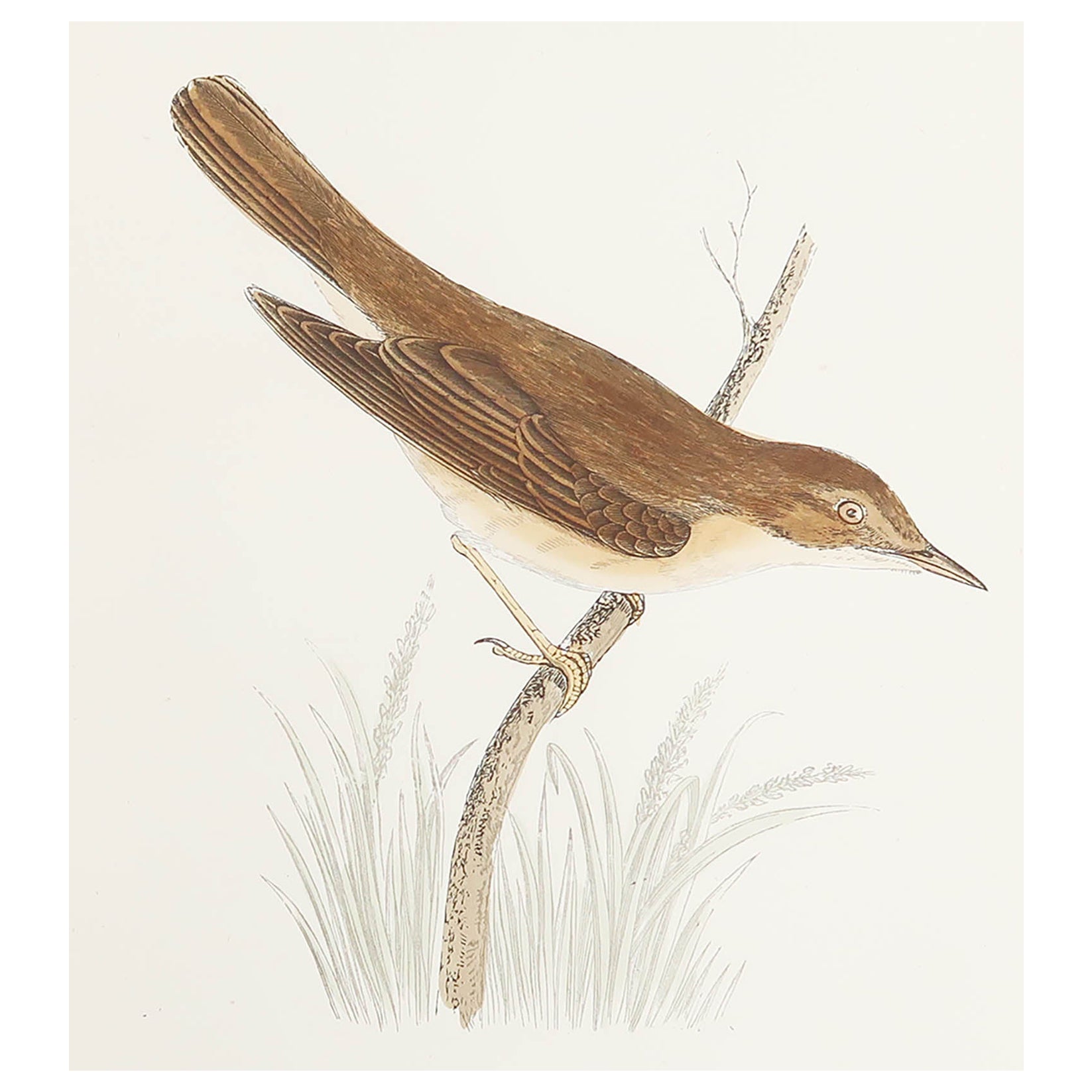 Gravure ancienne originale d'une fauvette des marais, vers 1880, 'non encadrée'.