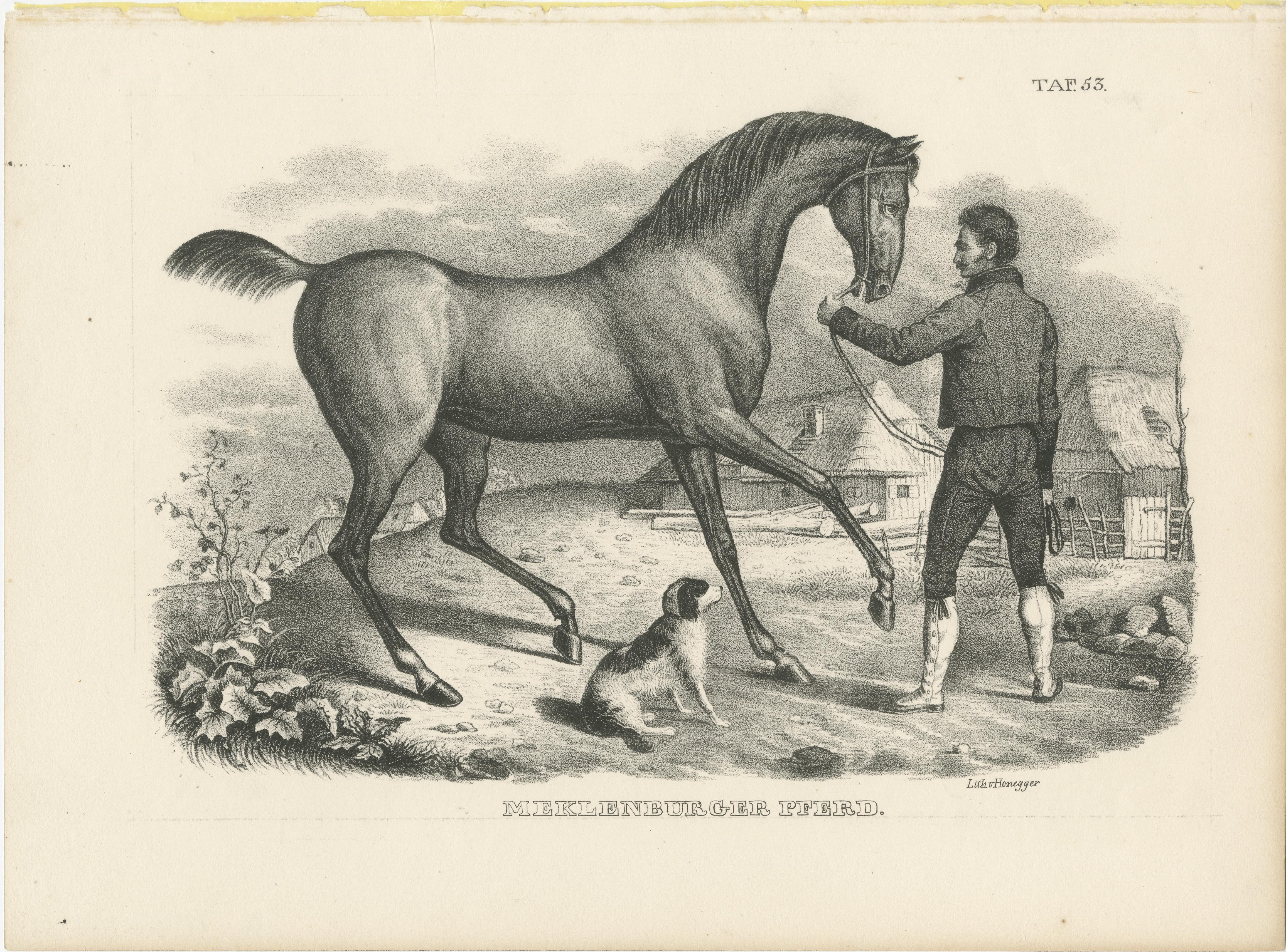 Antique print titled 'Mecklenburger Pferd'. Original lithograph of a Mecklenburger horse. This print originates from 'Naturgeschichte und Abbildungen der Säugethiere: nach den neuesten Systemen zum gemeinnutzigen Gebrauche entworfen, und mit