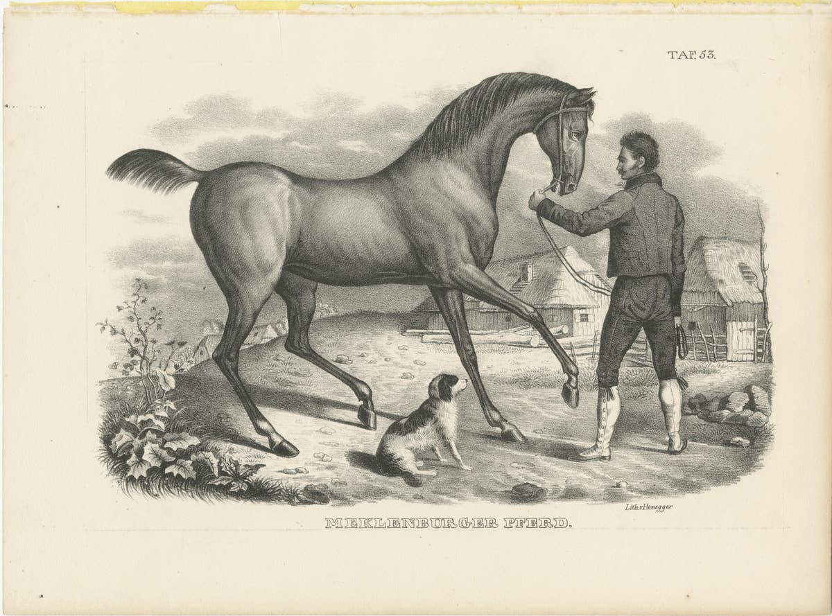 Original Antique Print of a Mecklenburger Horse
