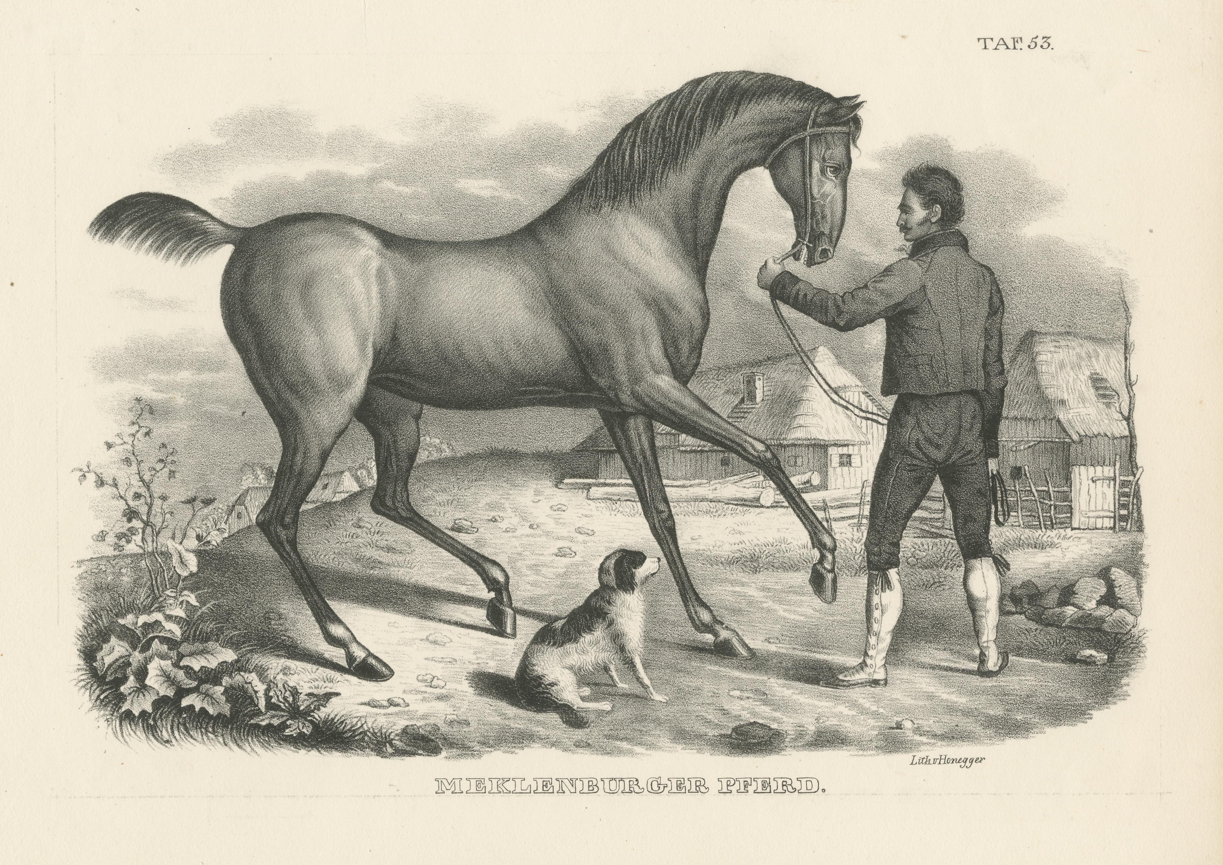 Original Antiker Druck eines Mecklenburger Pferdes im Zustand „Gut“ im Angebot in Langweer, NL