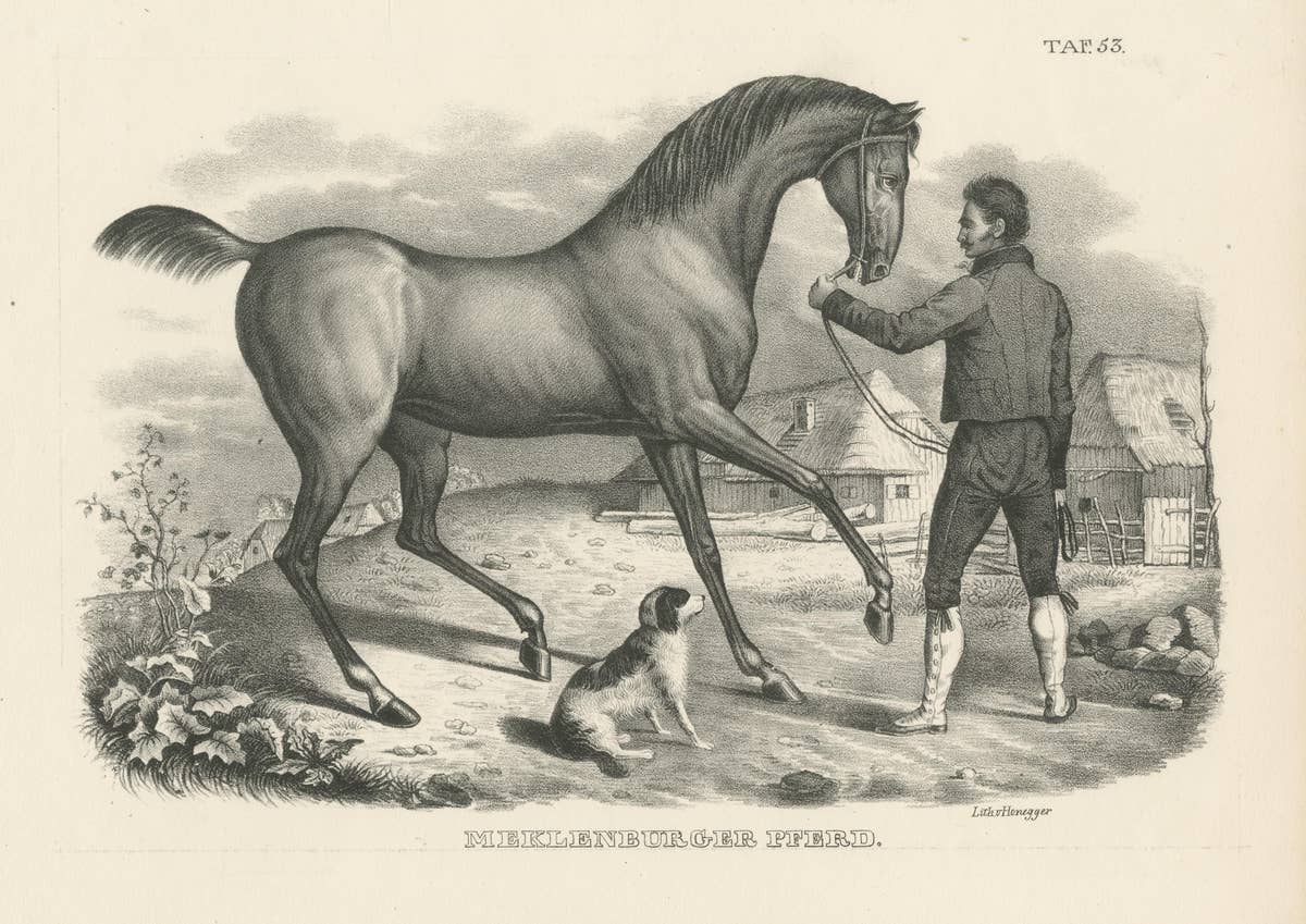 Original Antique Print of a Mecklenburger Horse