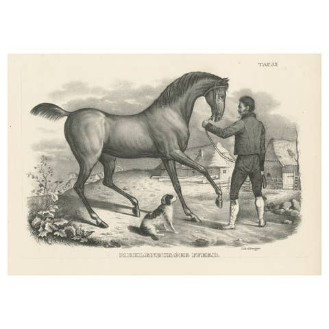 Original Antique Print of a Mecklenburger Horse