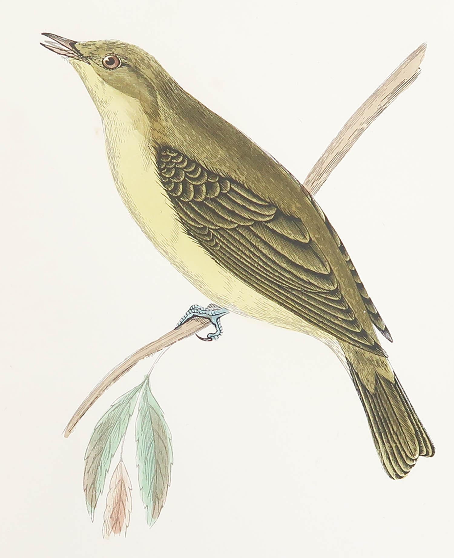 Great image of a Melodious Willow Warbler

Unframed. It gives you the option of perhaps making a set up using your own choice of frames.

Lithograph after Alexander Francis Lydon.

Original color

Published, circa 1880

Free shipping.




