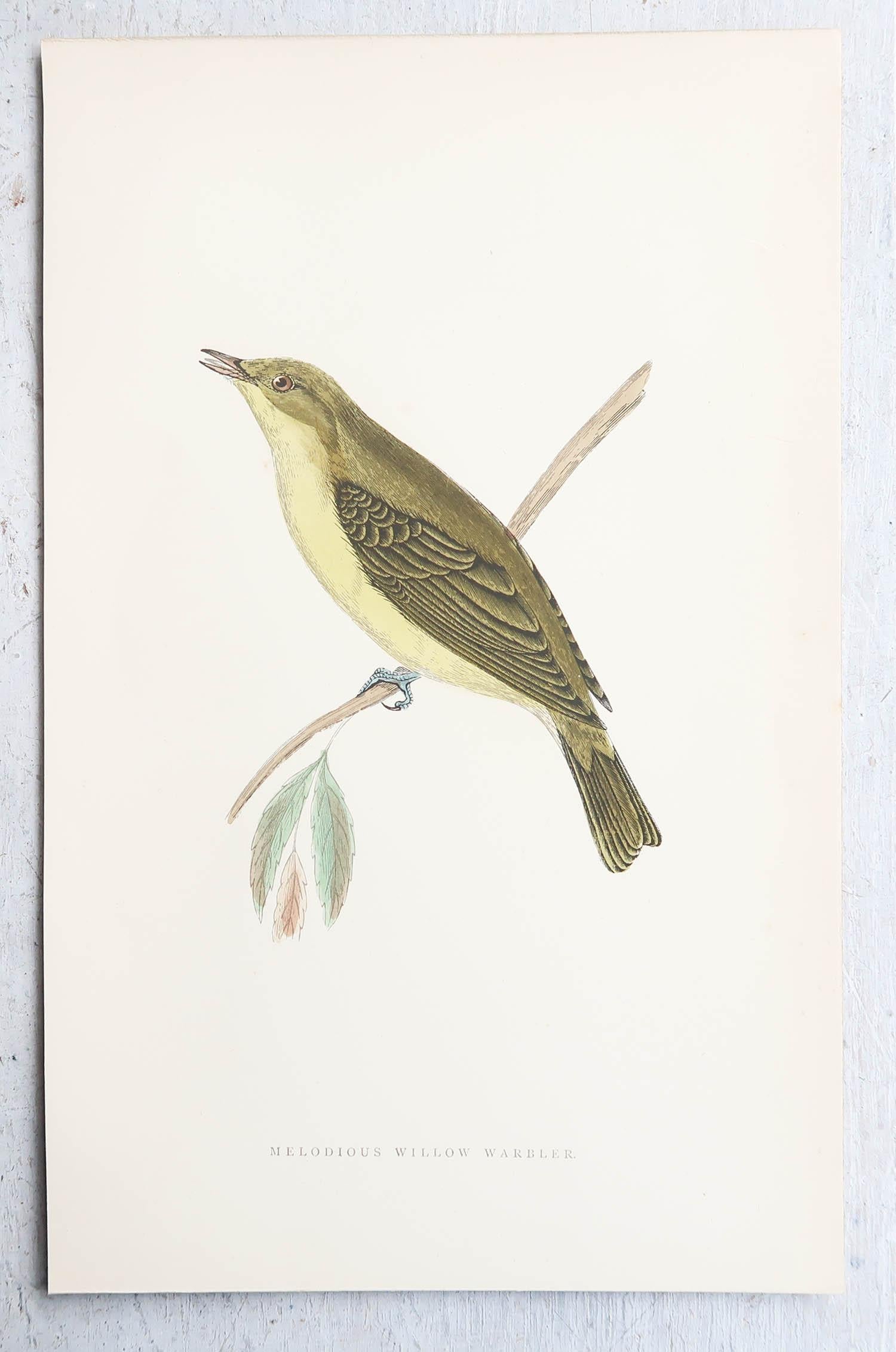 Folk Art Original Antique Print of a Melodious Willow Warbler, circa 1880, 'Unframed' For Sale