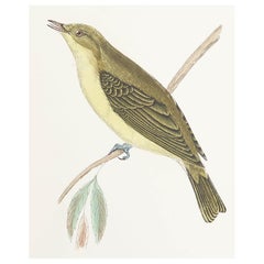 Antiker Originaldruck eines melodiösen Weidenlaubsängers, um 1880, ungerahmt