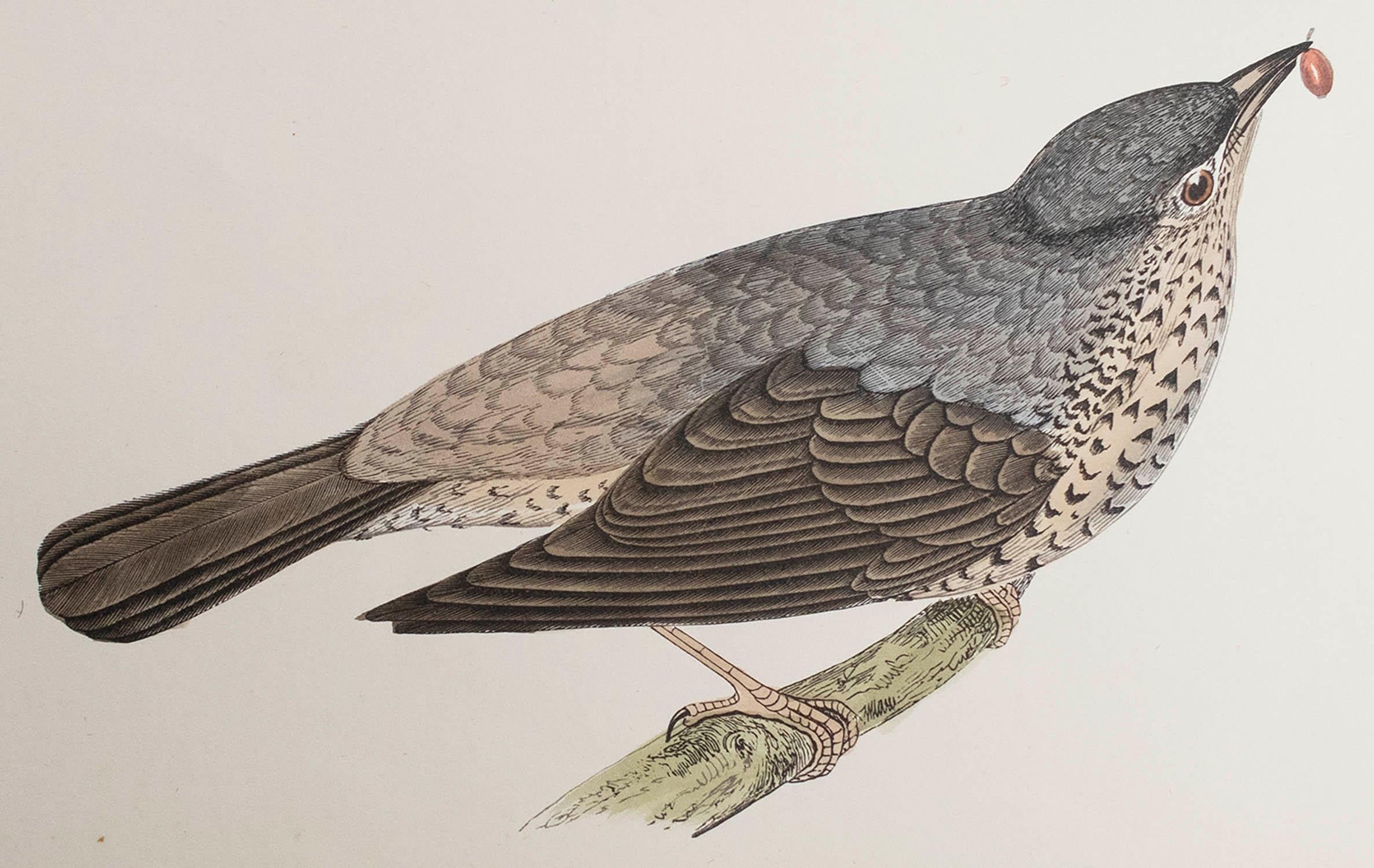 Ottima immagine di un tordo missile

Senza cornice. In questo modo si ha la possibilità di creare un set di cornici a scelta.

Litografia di Alexander Francis Lydon.

Colore originale

Pubblicato, circa 1880

La misura è il formato della