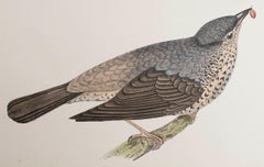Original Antique Print of a Missel Thrush, circa 1880, 'Unframed'
