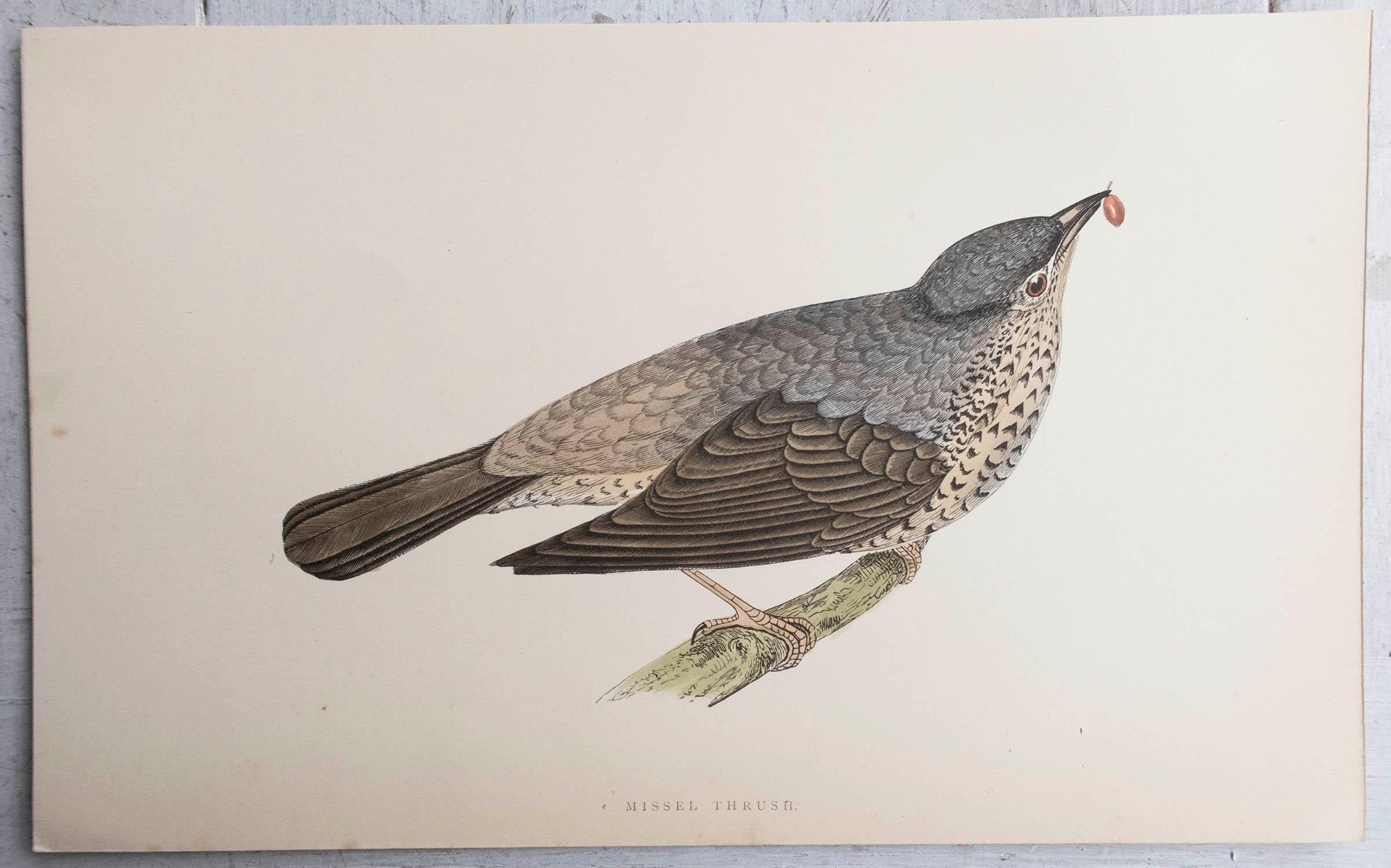 Inglese Stampa antica originale di un tordo missile, 1880 circa, 