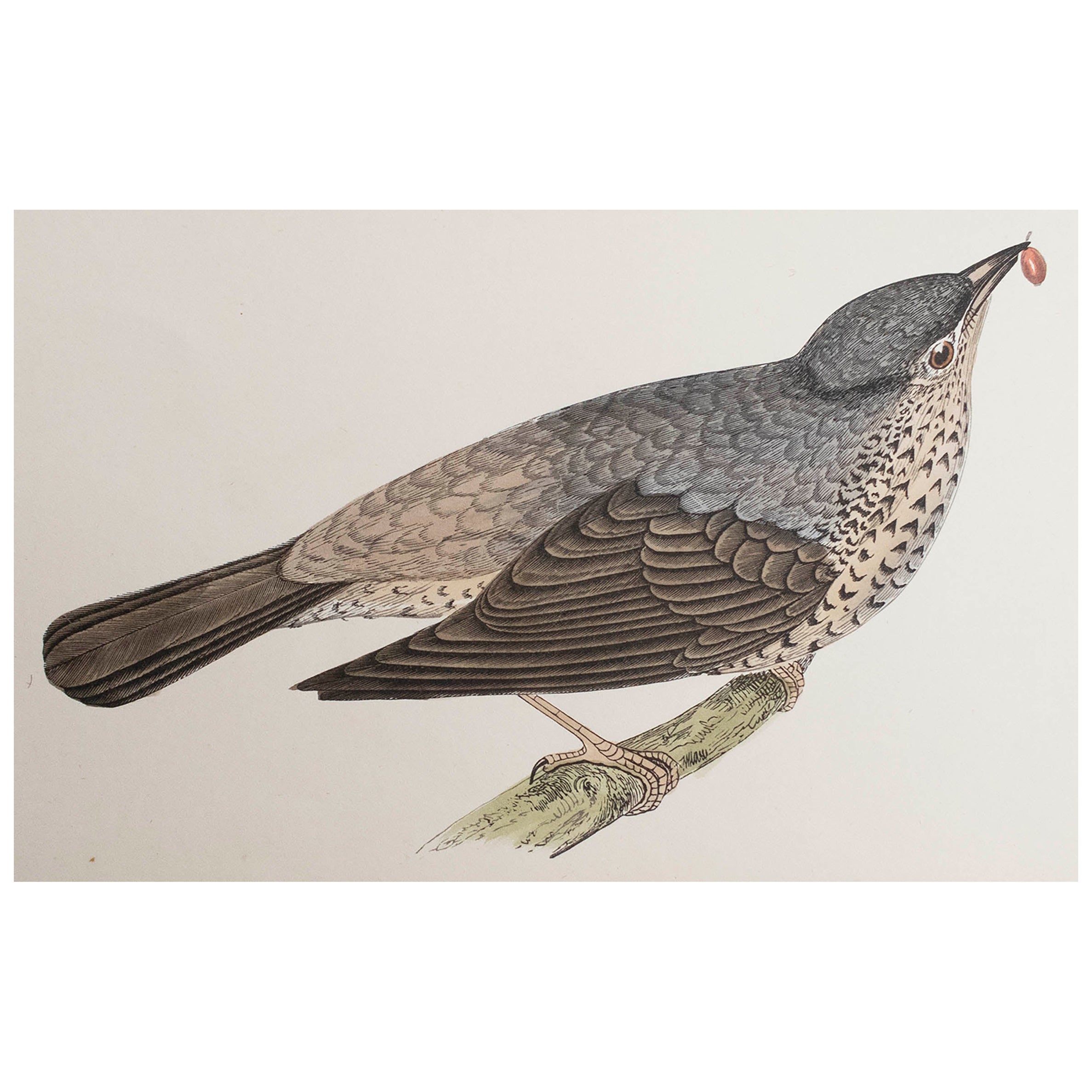 Original Antique Print of a Missel Thrush, circa 1880, 'Unframed'