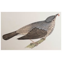 Gravure ancienne originale d'une Thrush, circa 1880, 'non encadrée'.
