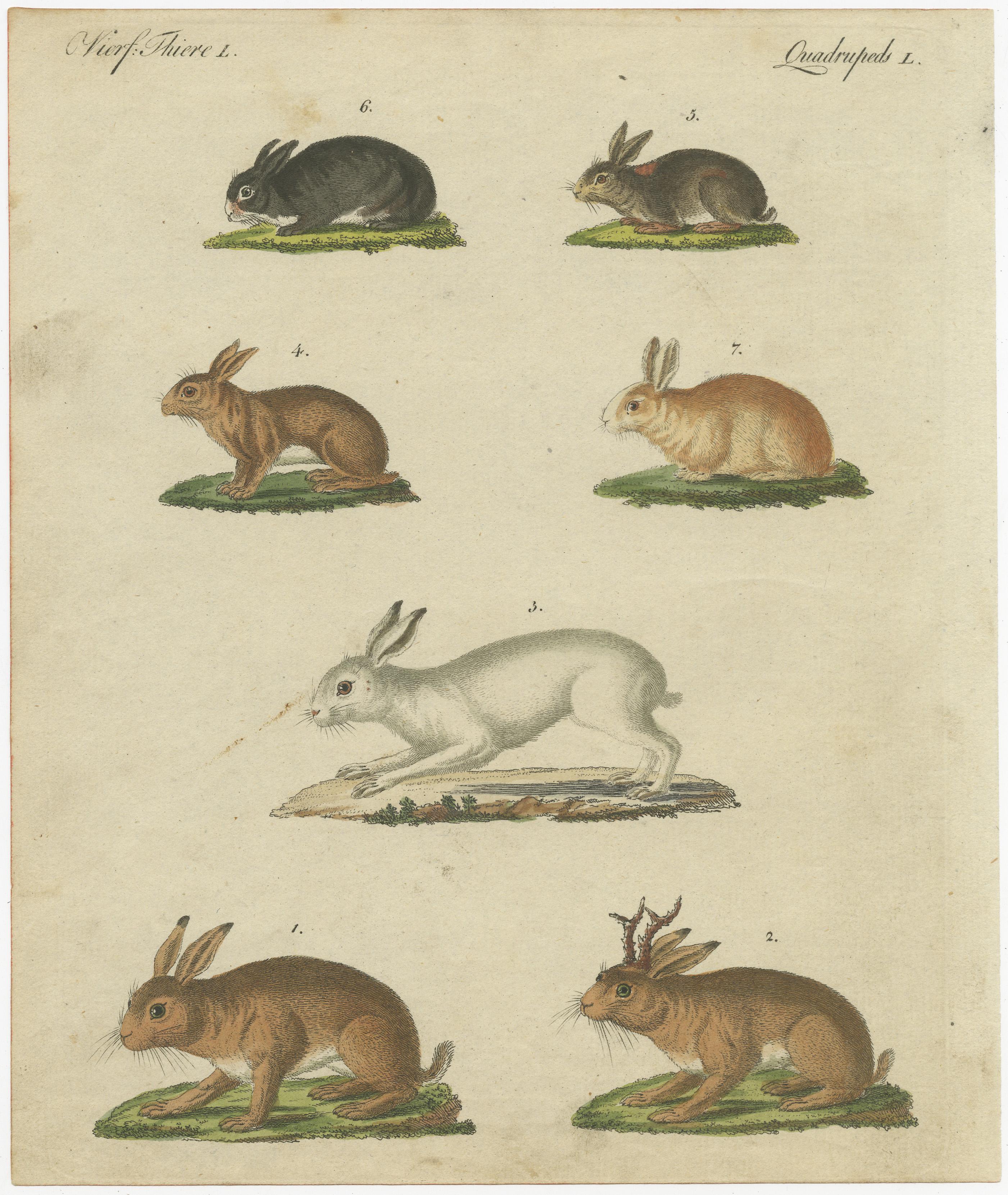 Dieser antike Originaldruck zeigt den Feldhasen, Lepus timidus 1, die mythische Schakalope oder den gehörnten Hasen, Lepus temperamentalus 2, den Schneehasen, Lepus timidus 3, den Schneeschuhhasen, Lepus americanus 4, das Kaninchen, Lepus cuniculus