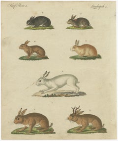 Original Antique Print of a Mountain Hare, Rabbit and Others