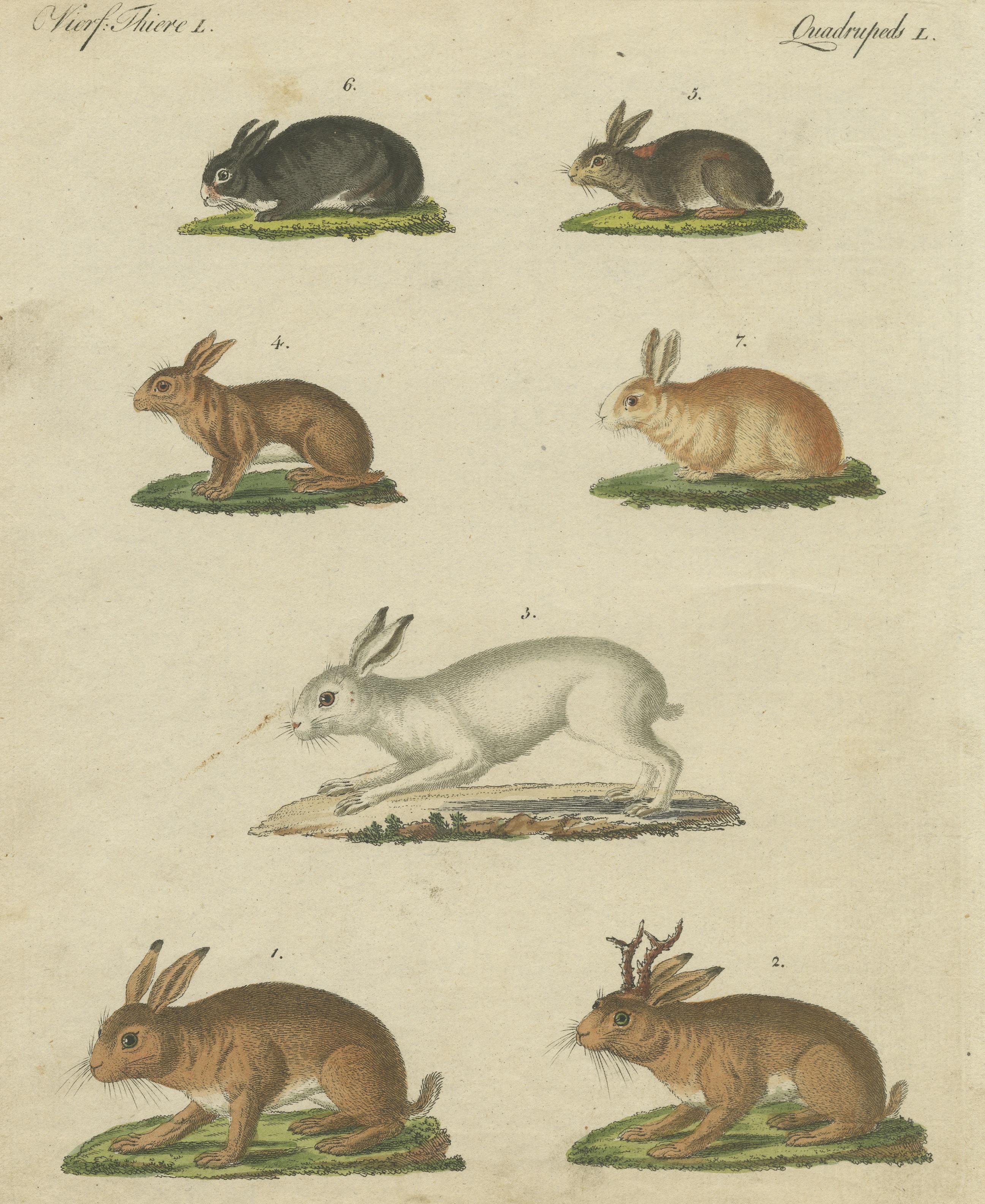 Original Antique Print of a Mountain Hare, Rabbit and Others In Good Condition For Sale In Langweer, NL