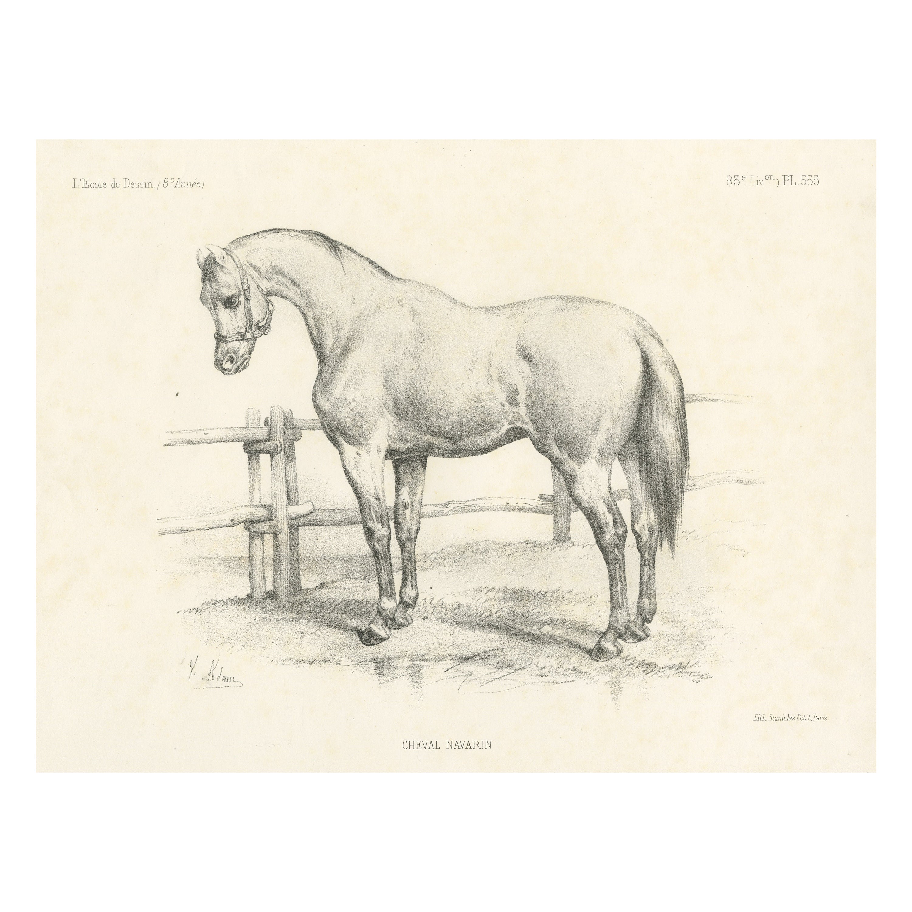 Estampa Antigua Original de un Caballo Navarrin, una Raza Extinta de Francia