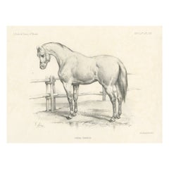 Stampa antica originale di un cavallo Navarrin, una razza estinta della Francia